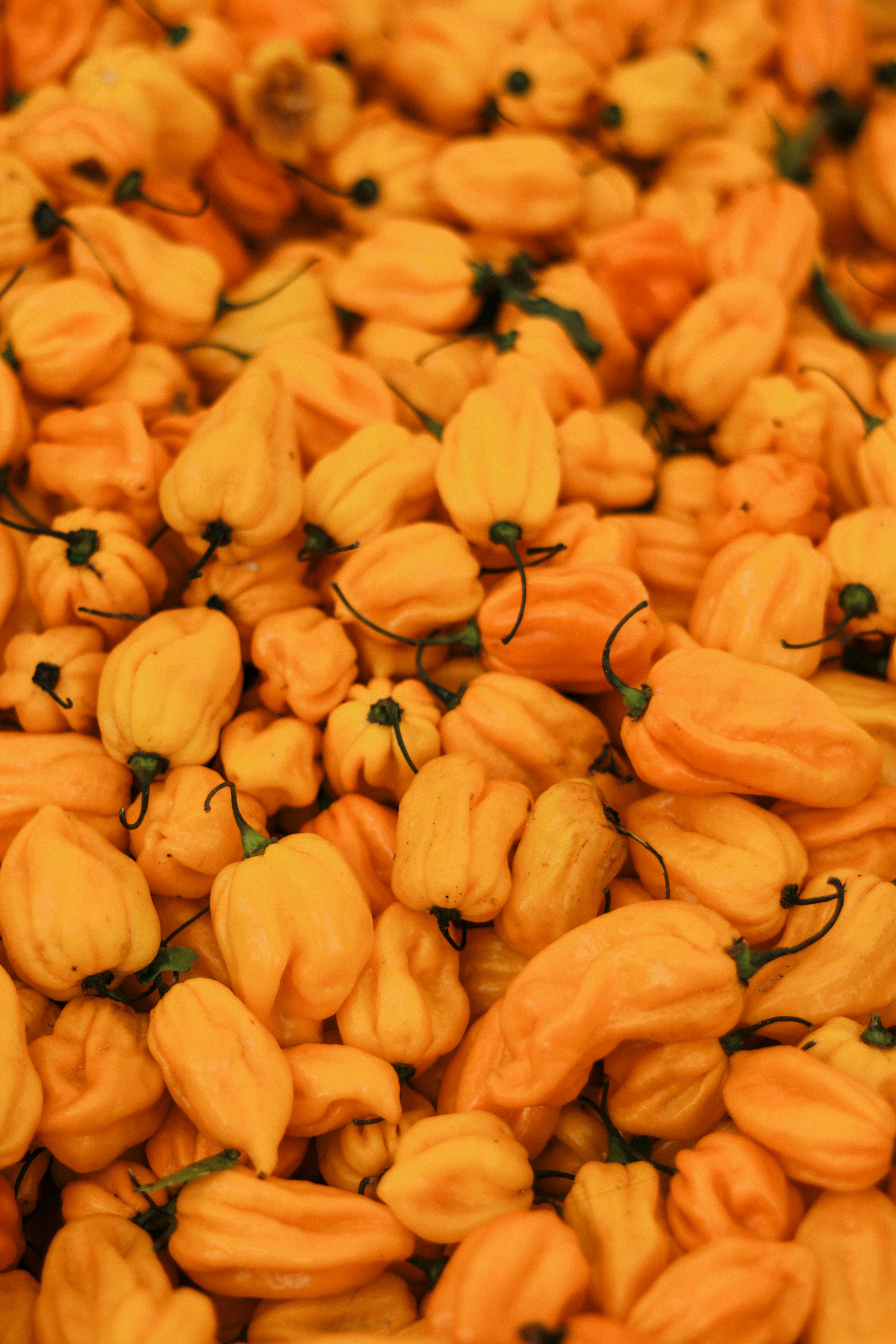 Una vibrante exhibición de pimientos habanero naranjas apilados juntos