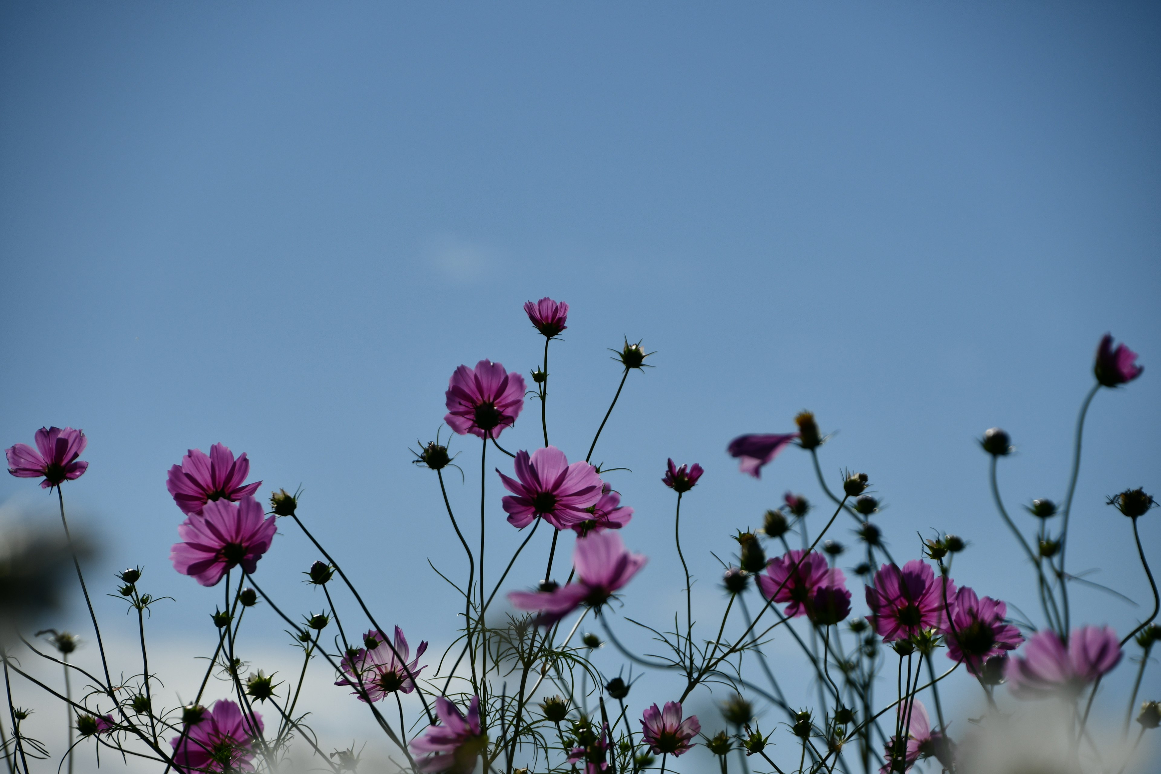 青空の下に咲くピンクの花々の群れ