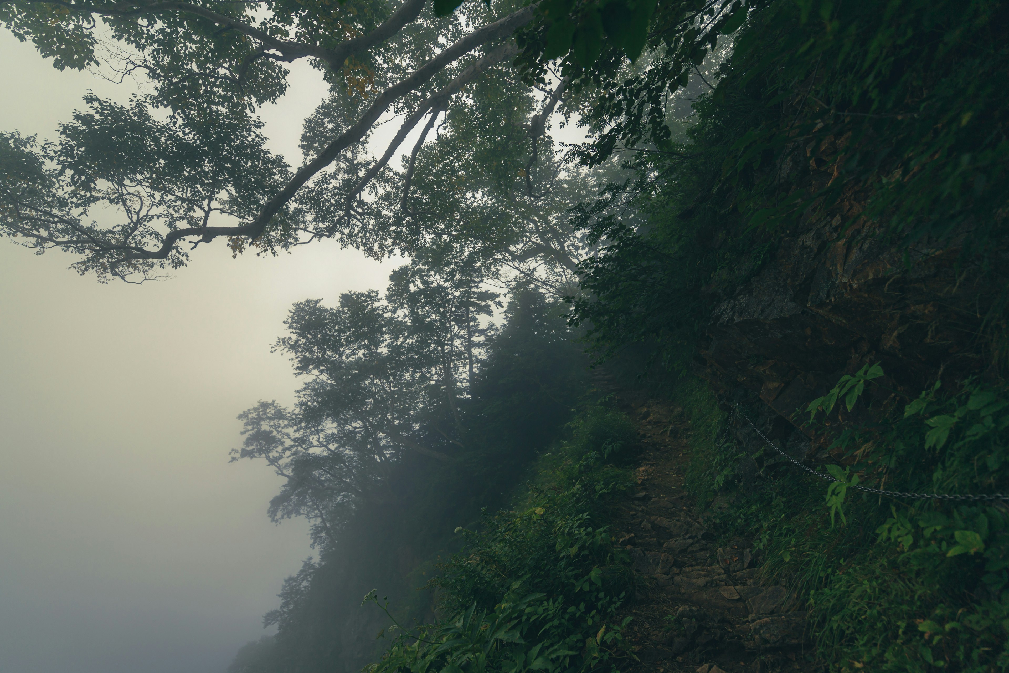 Paesaggio forestale nebbioso con foglie verdi e alberi avvolti nella nebbia