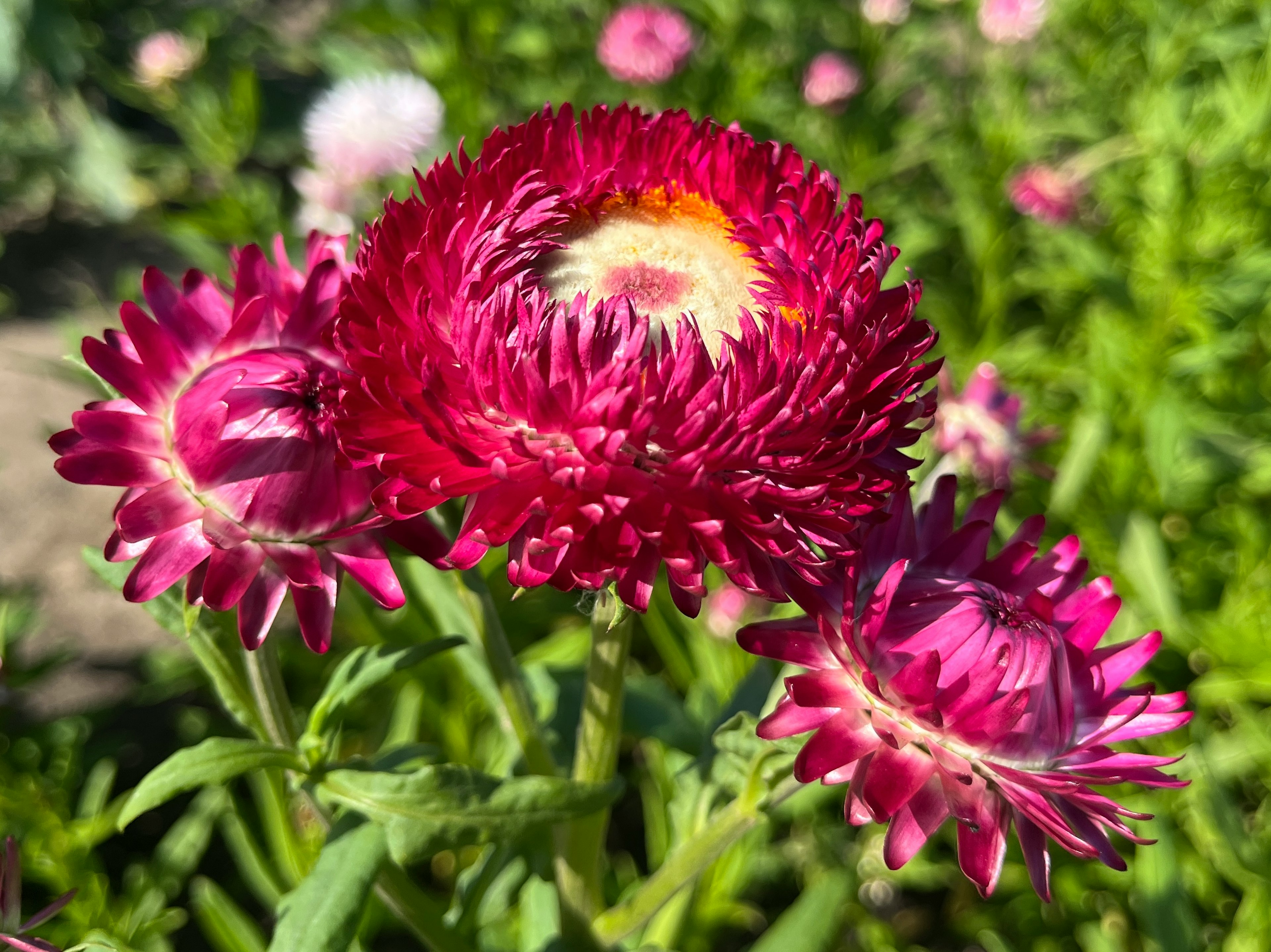 Vibrant red-purple flowers blooming with green leaves