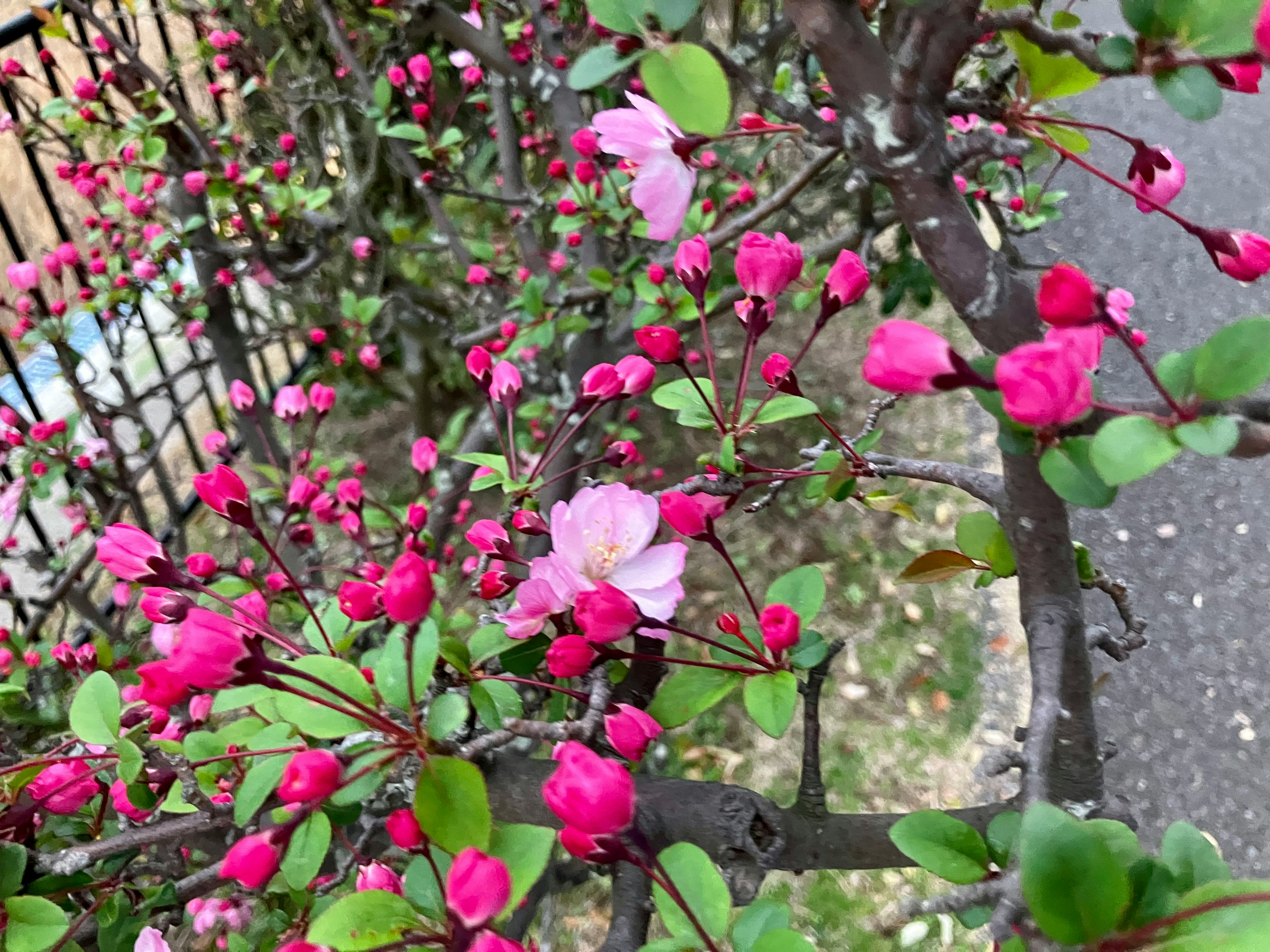 Primer plano de un arbusto con flores rosas vibrantes y hojas verdes