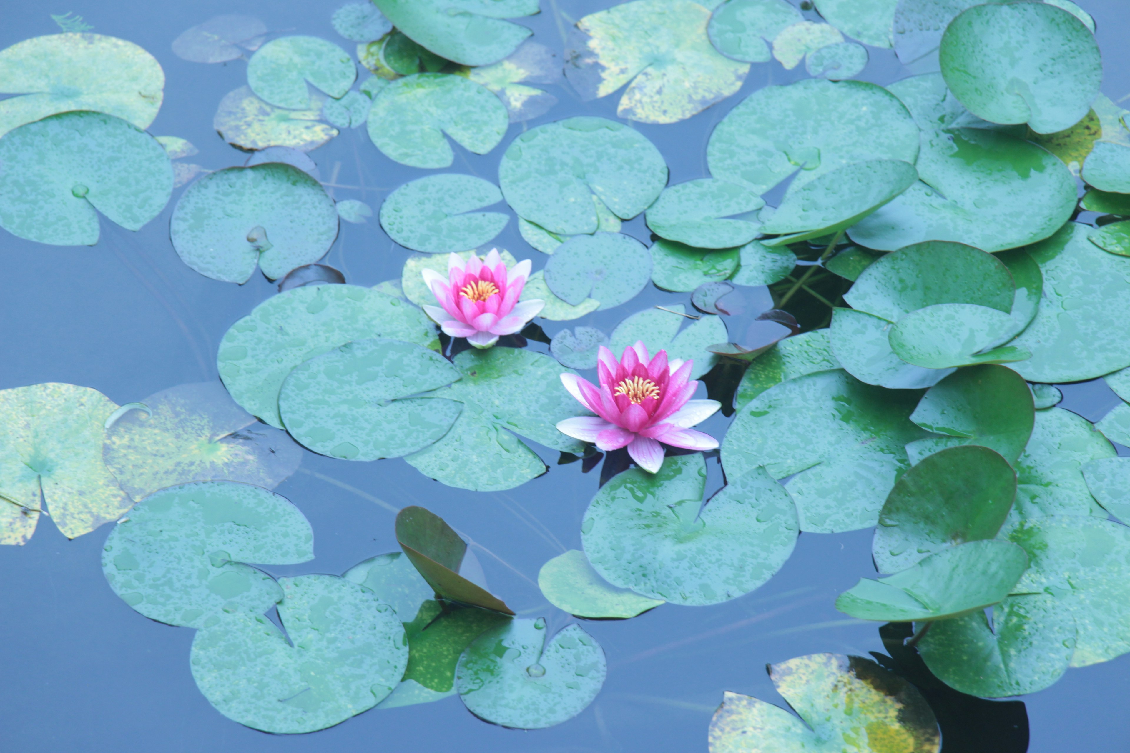 Hermosas flores de loto y hojas verdes flotando en la superficie del agua