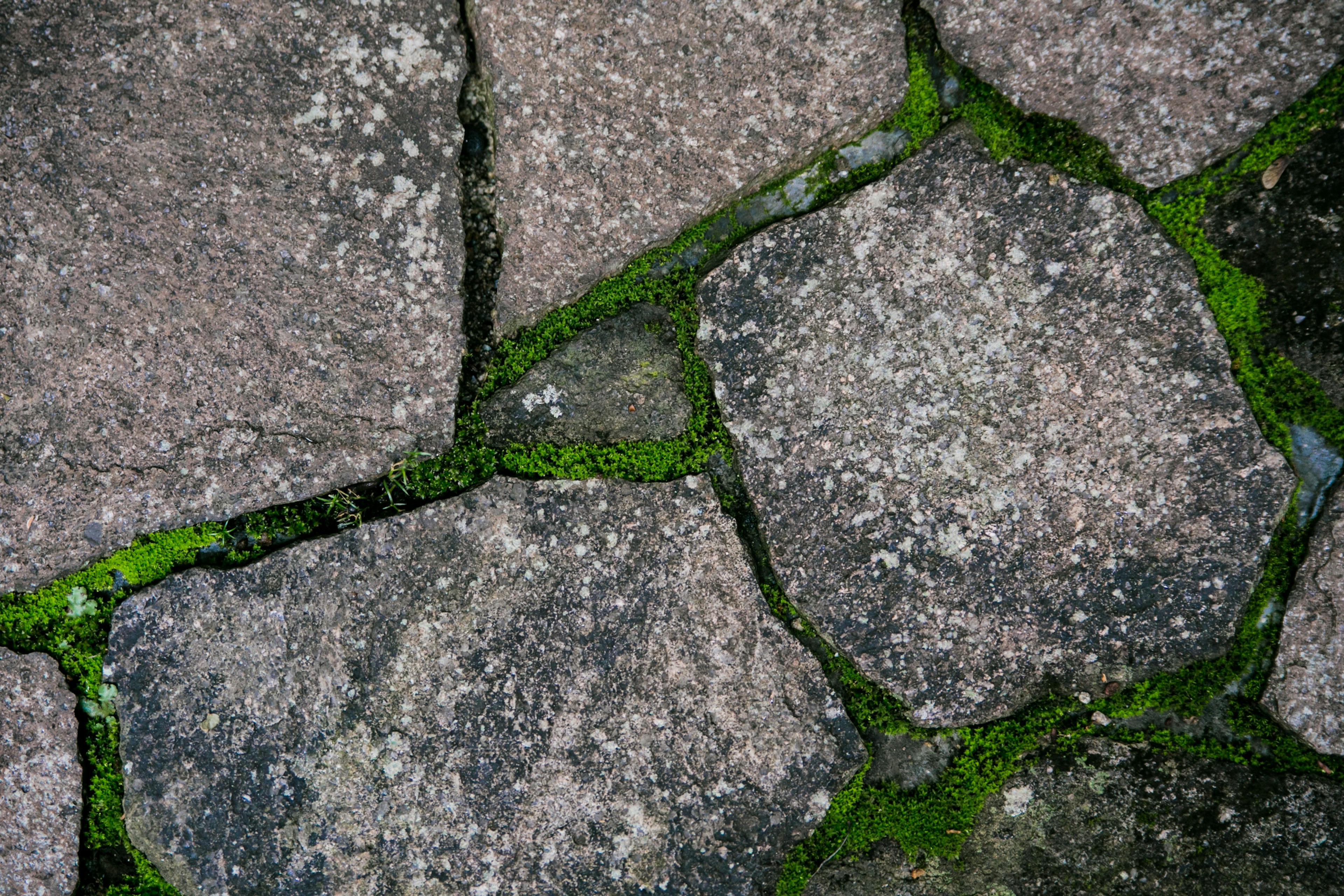 Acercamiento a un pavimento de piedra con musgo creciendo entre las piedras