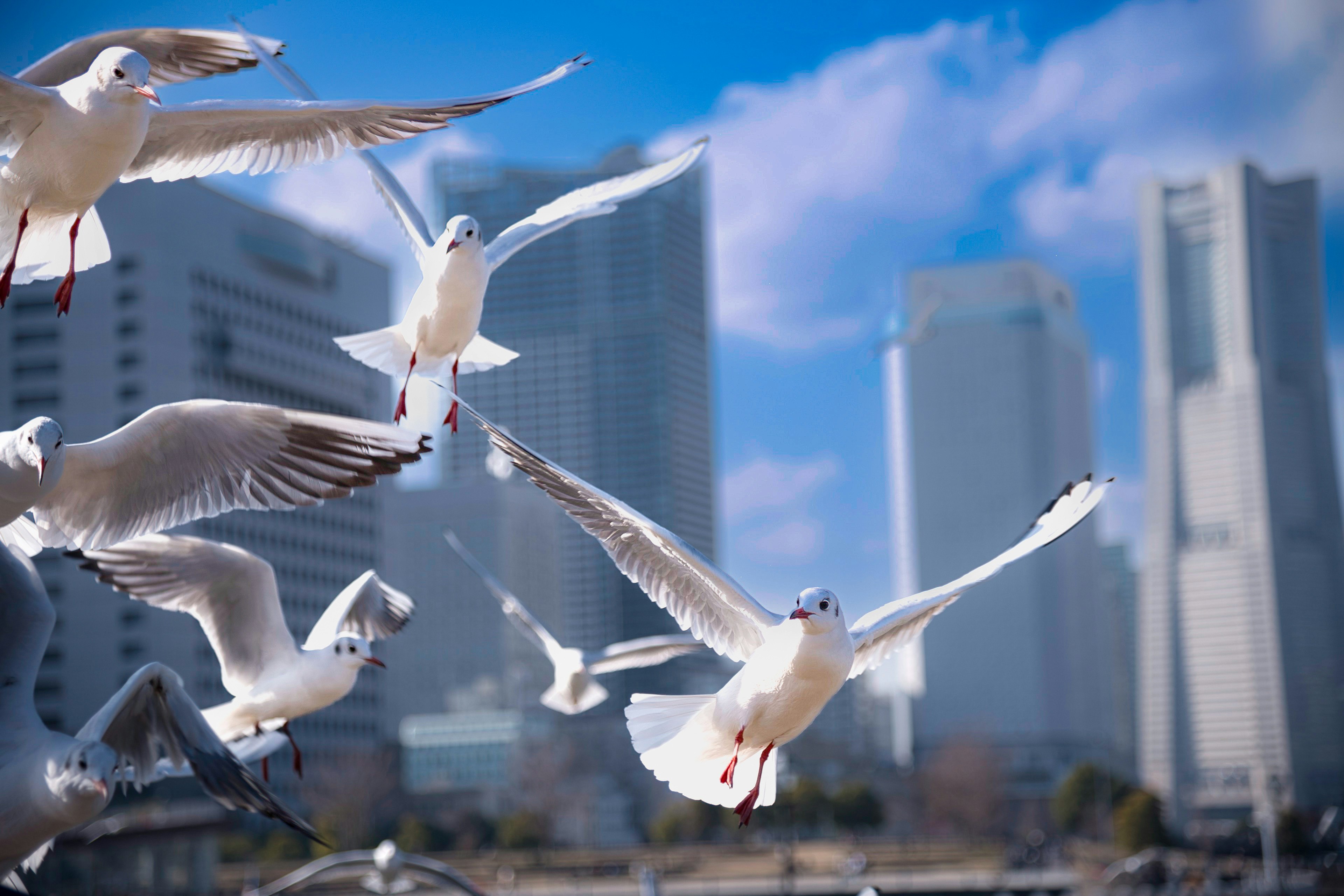 A flock of white seagulls flying against an urban skyline