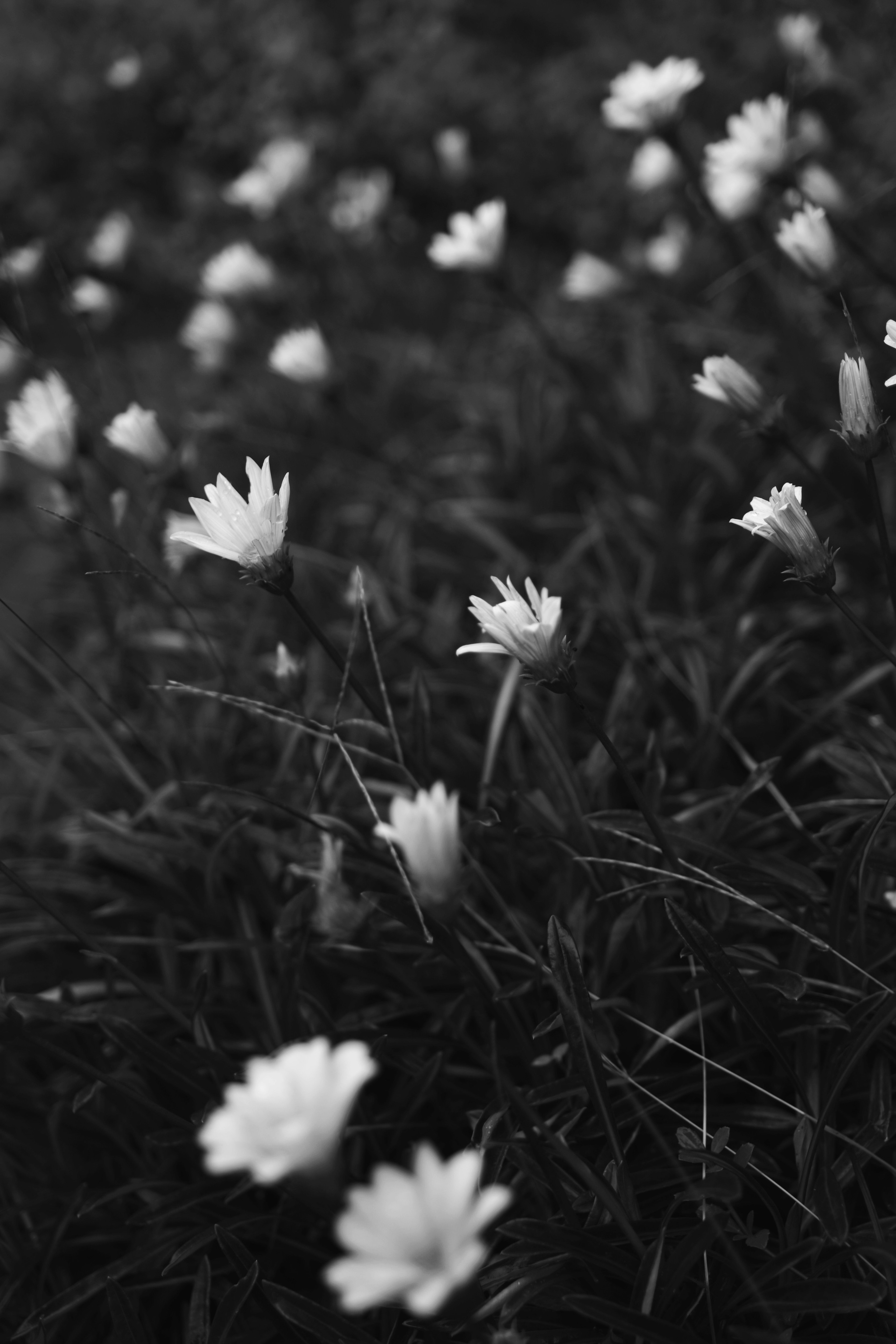 白い花が咲く緑の草原のモノクロ写真