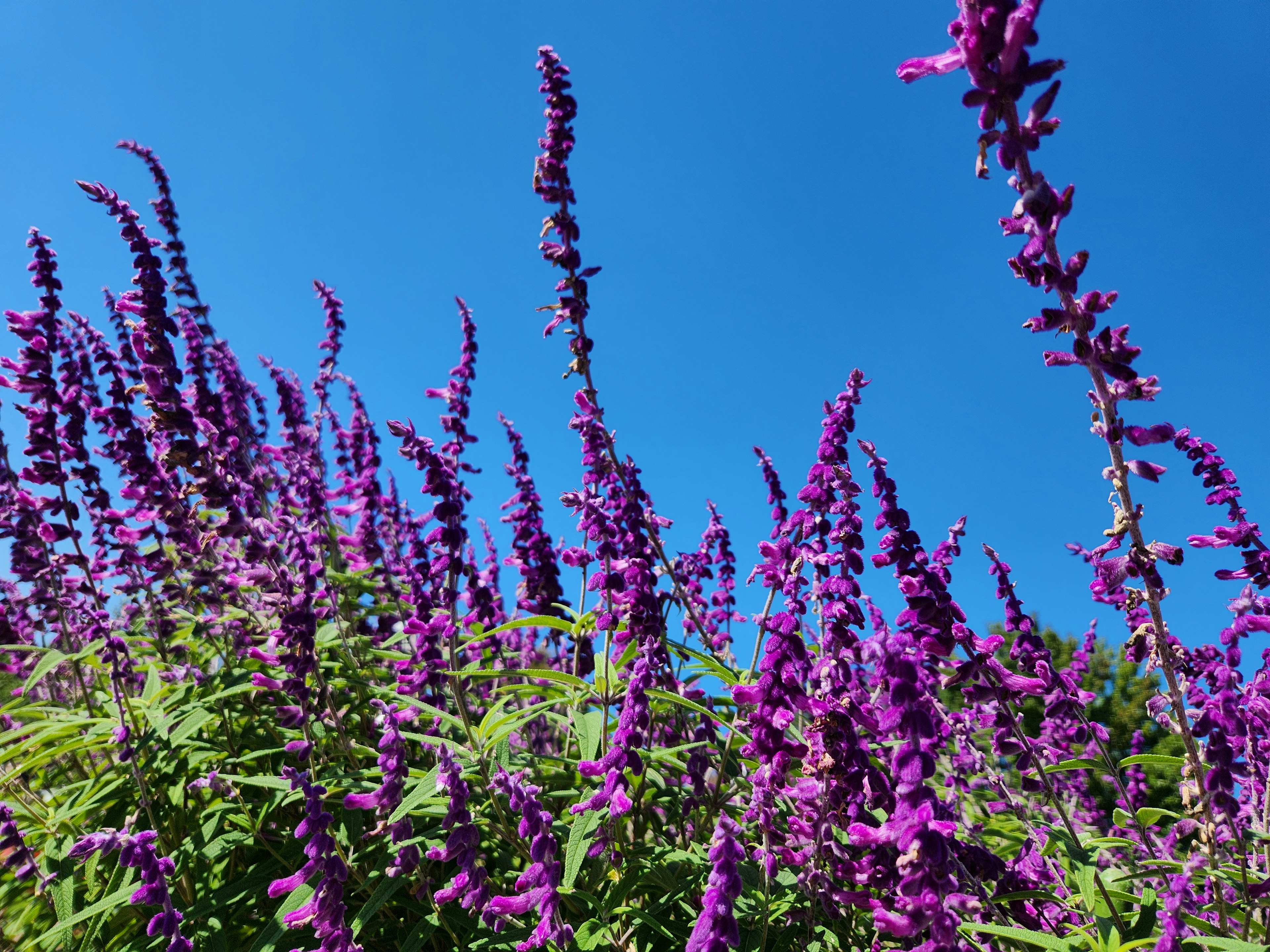 青空の下で咲く紫色の花々の群れ