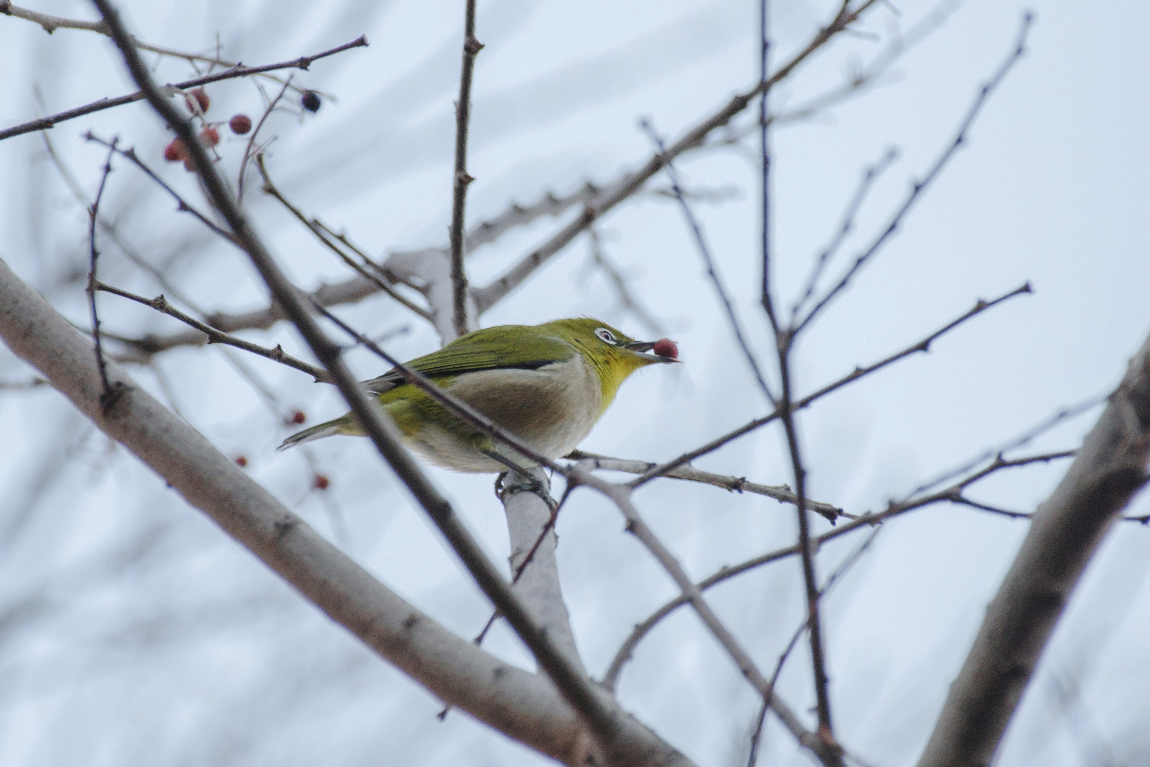 A green bird perched on a branch eating fruit