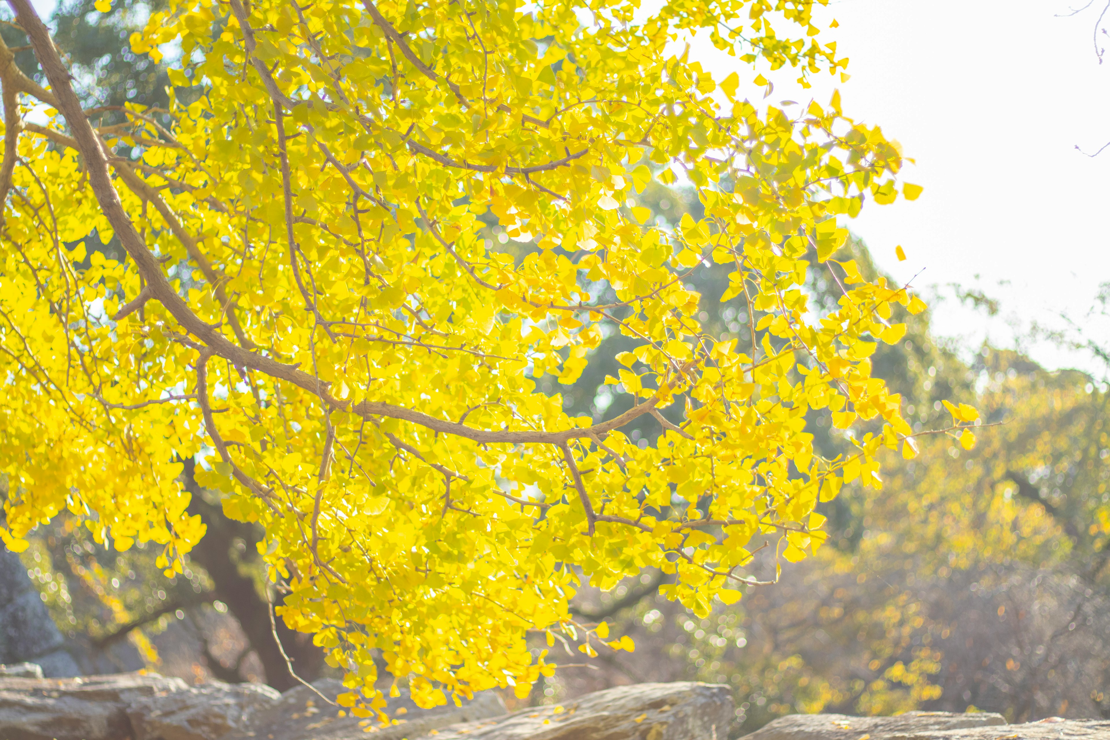 Ramas de árbol con hojas amarillas vibrantes iluminadas por la luz del sol