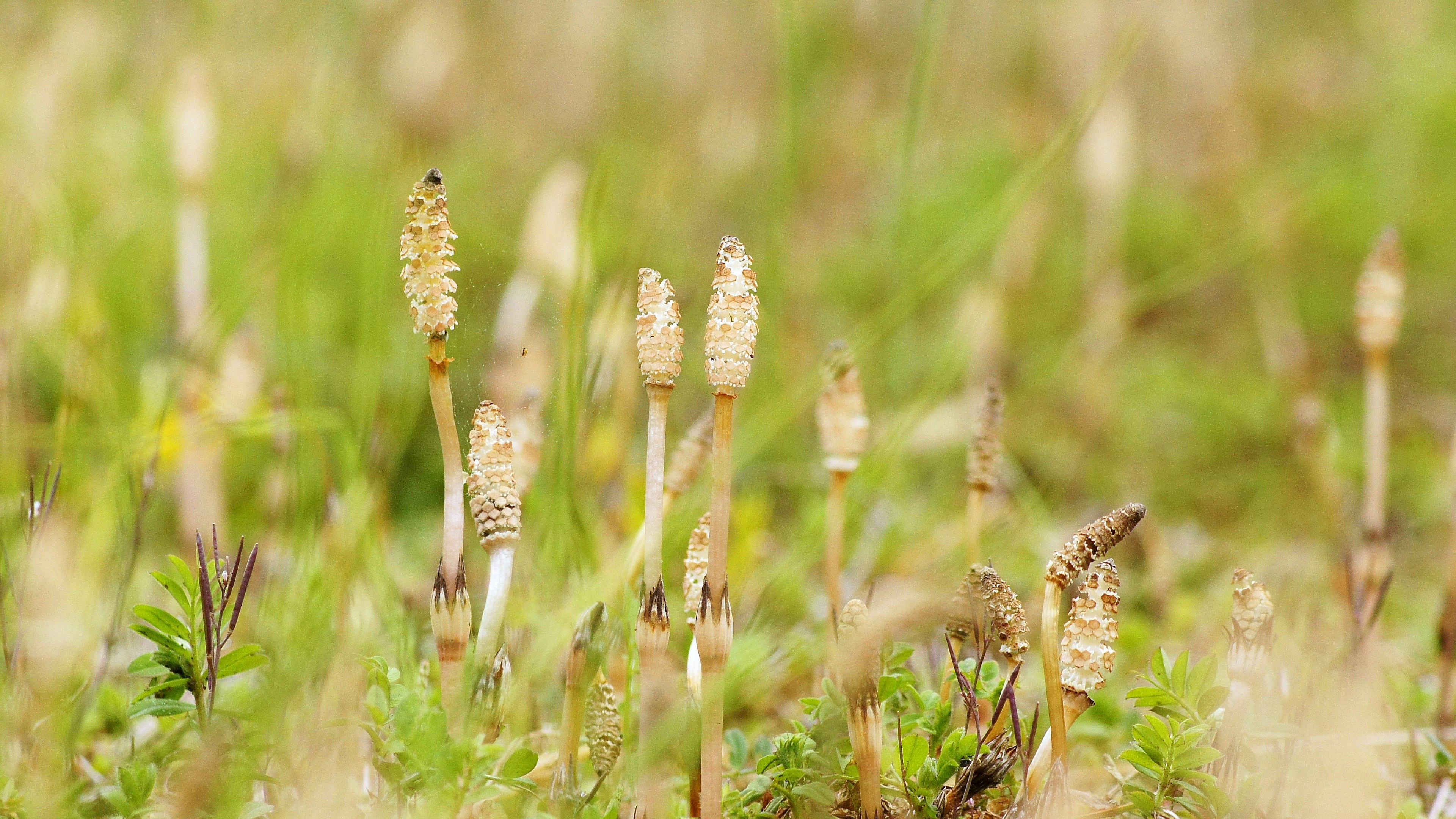 緑の草原に生えているホーステールの植物群が見える