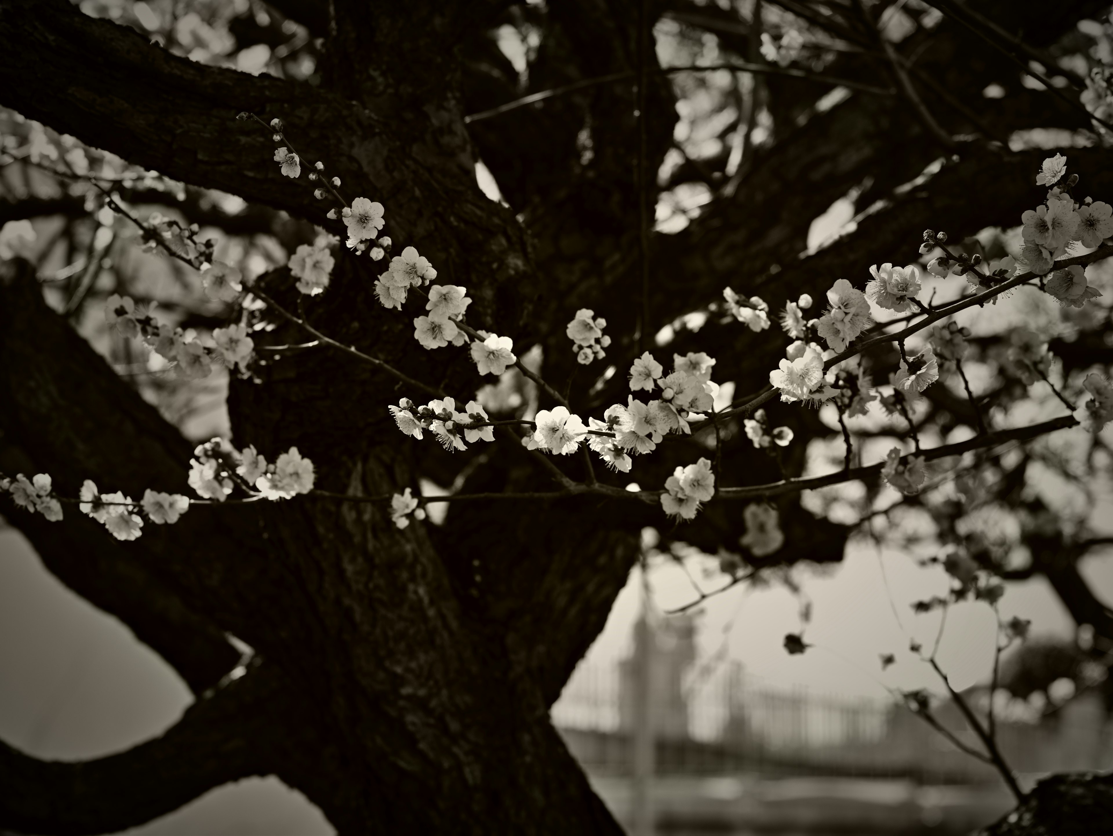 Plum tree with white flowers and thick trunk against a black and white background