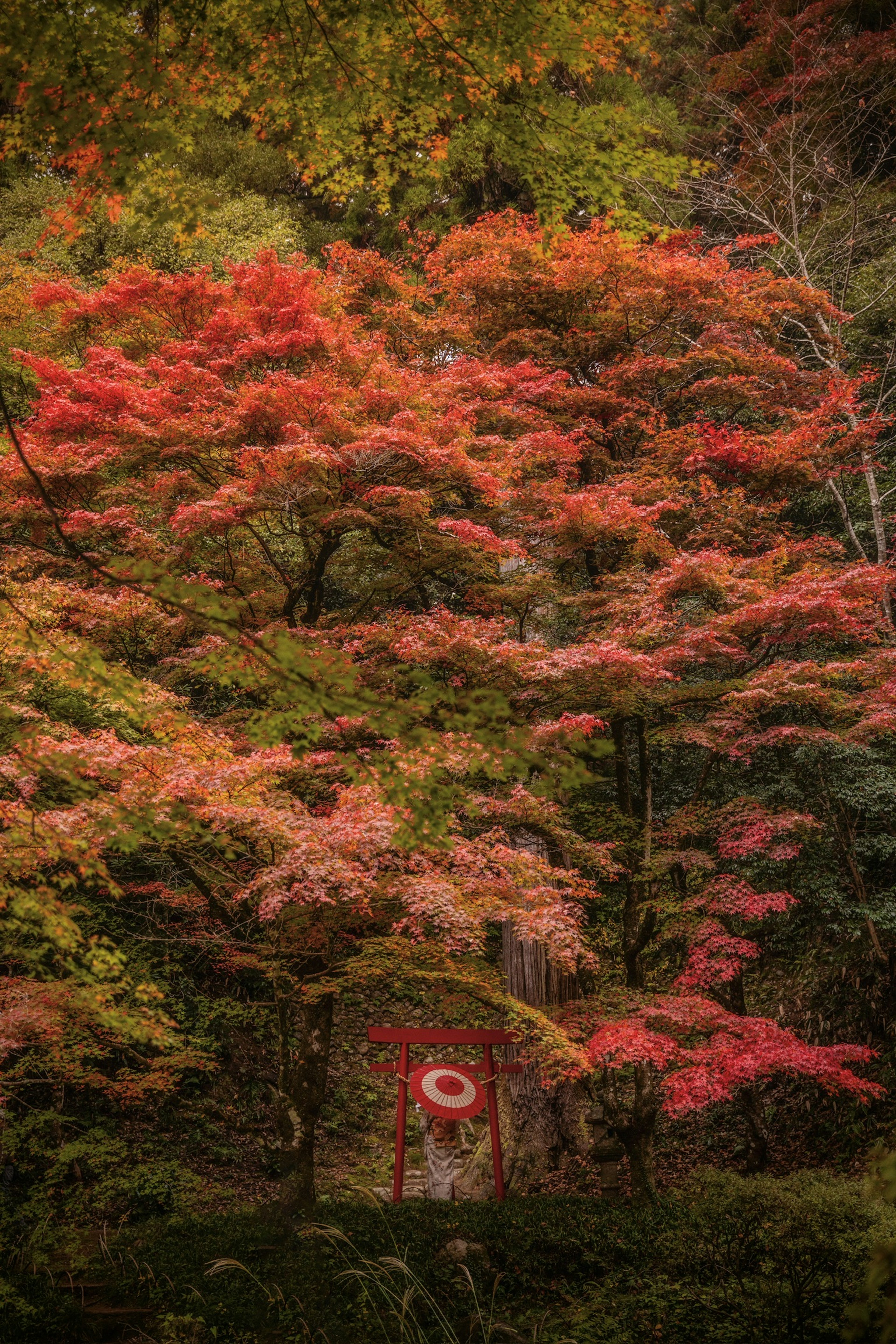 Una puerta torii rodeada de hermoso follaje otoñal