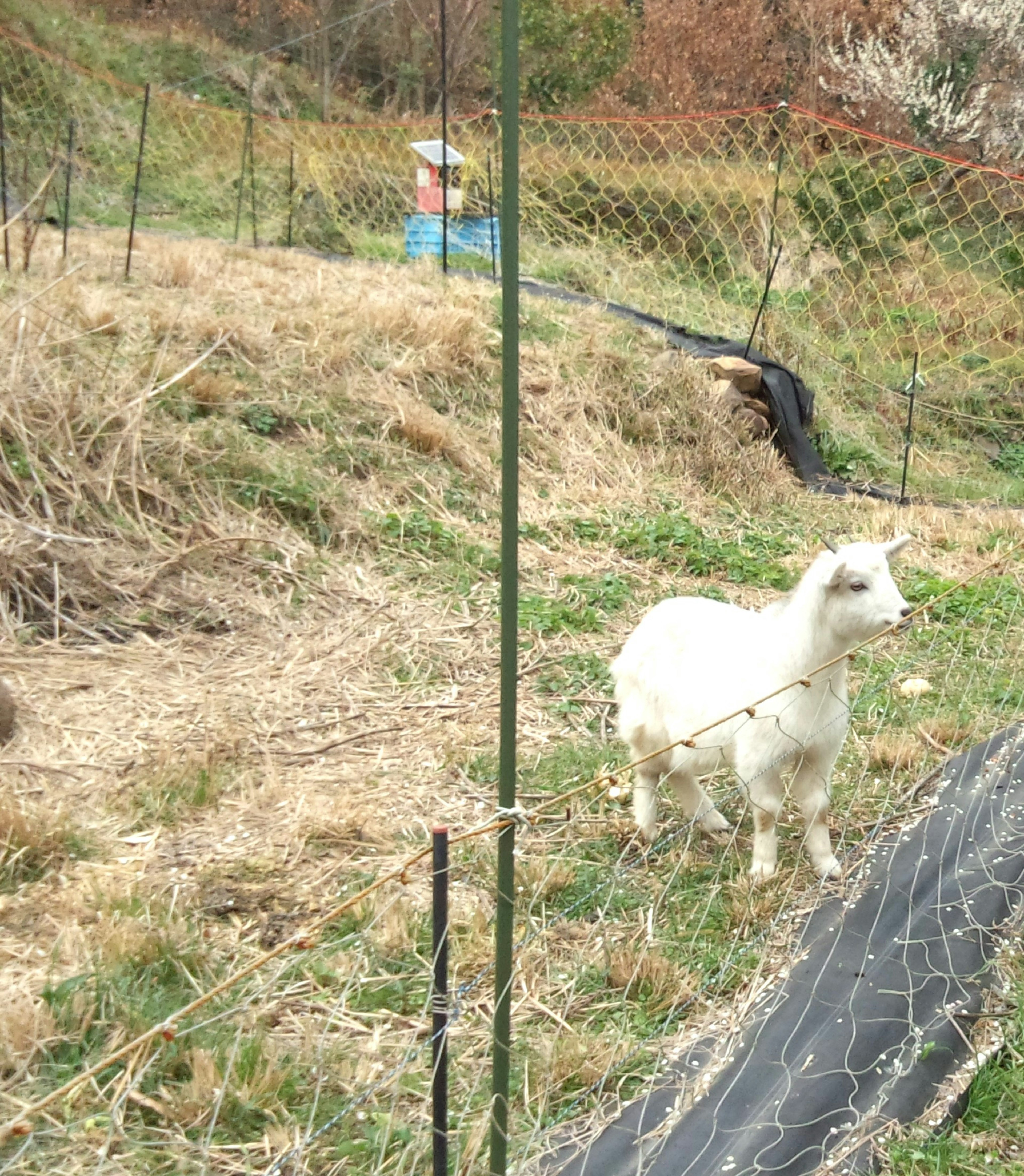 Seekor kambing putih berjalan di padang rumput