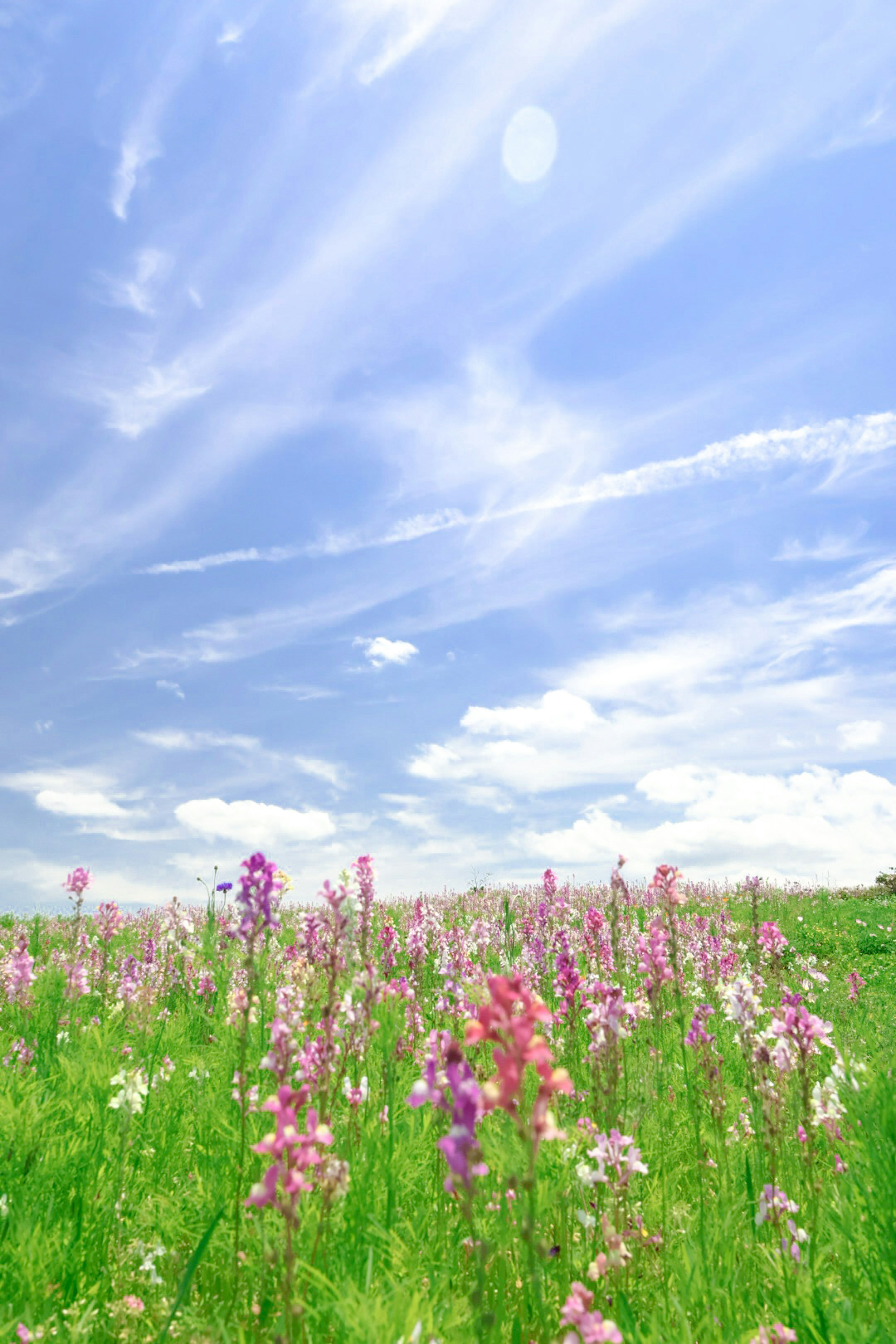 青空と白い雲の下に広がる色とりどりの花畑