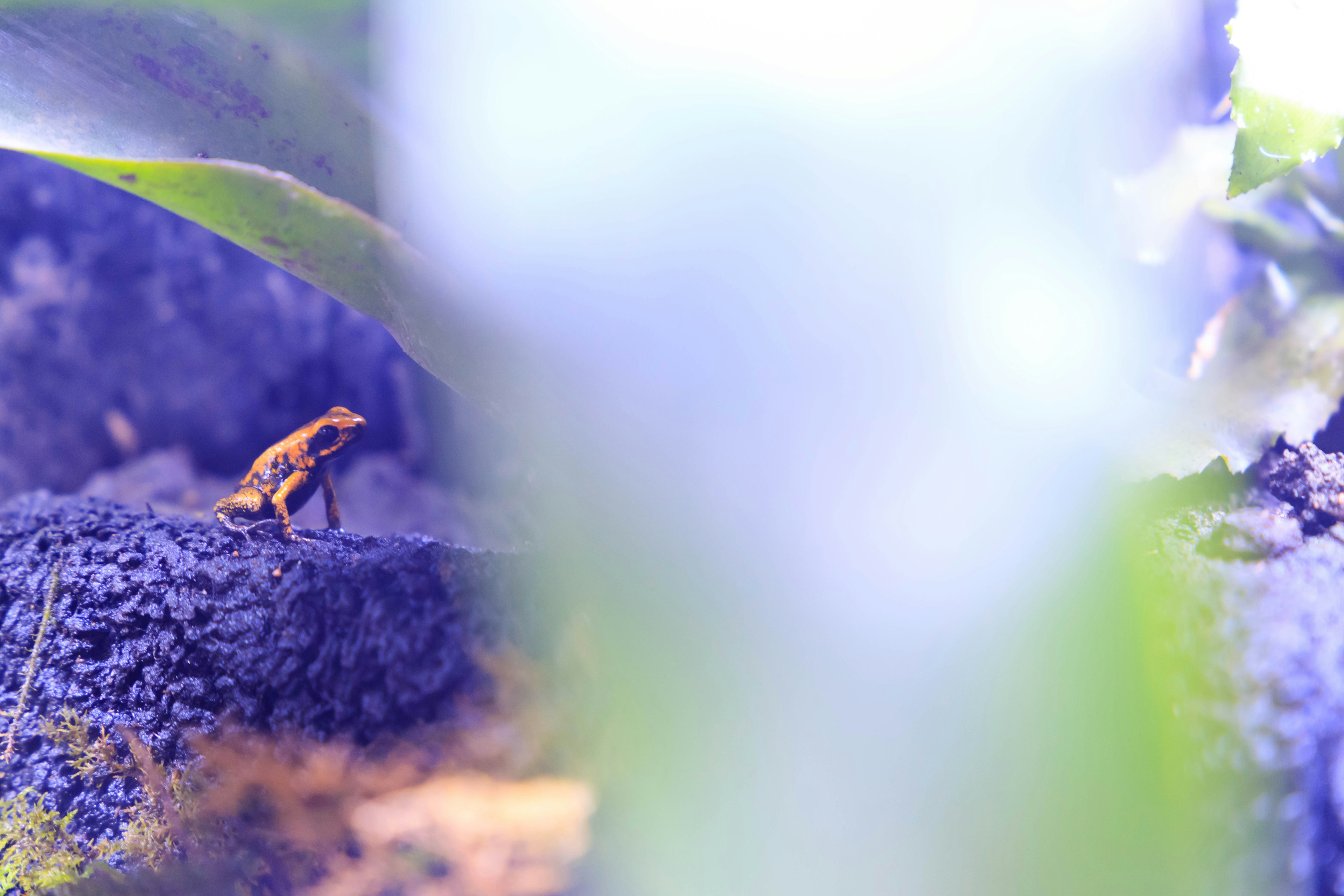 A small frog standing on a rock surrounded by green leaves and a blue background