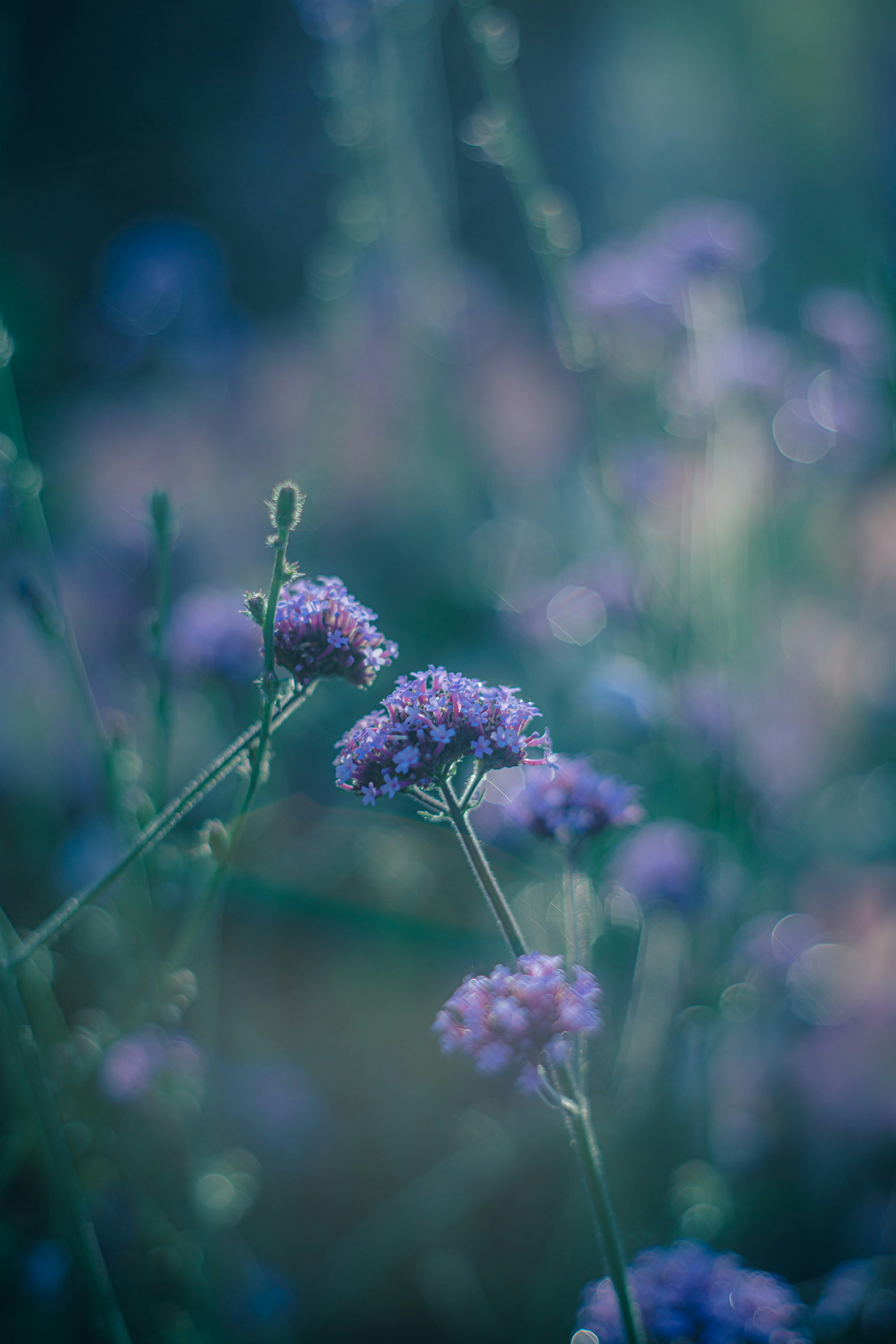 Soft focus on clusters of purple flowers in a serene setting