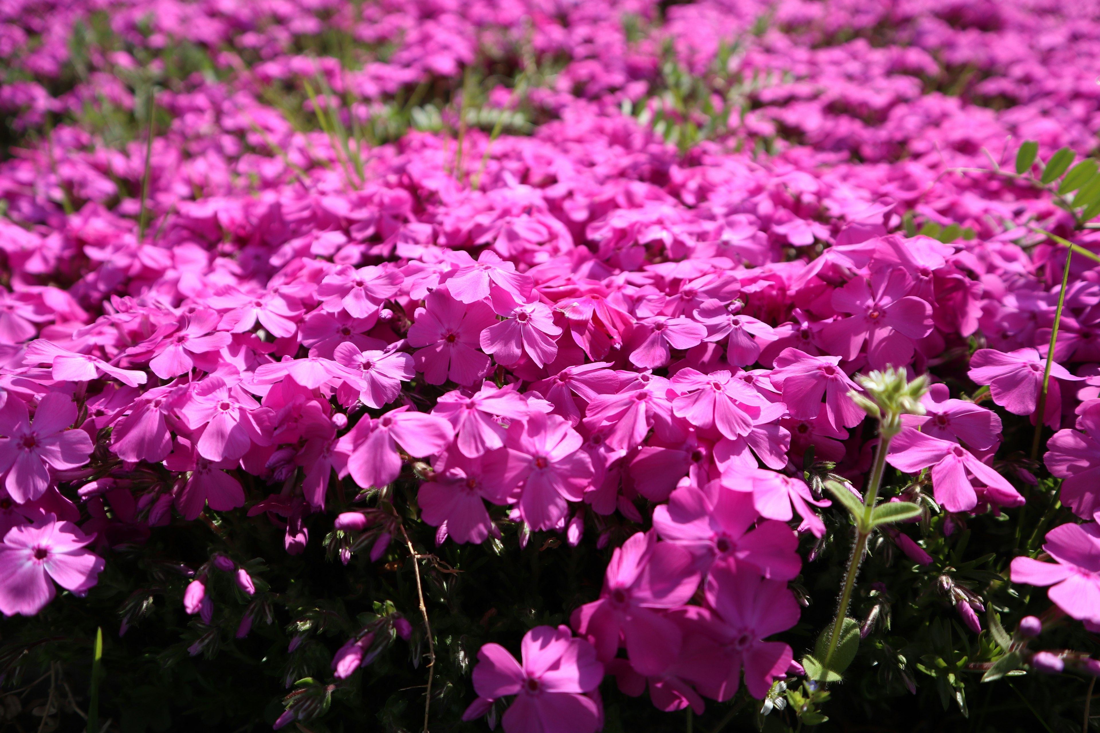 Fiori rosa vivaci in piena fioritura