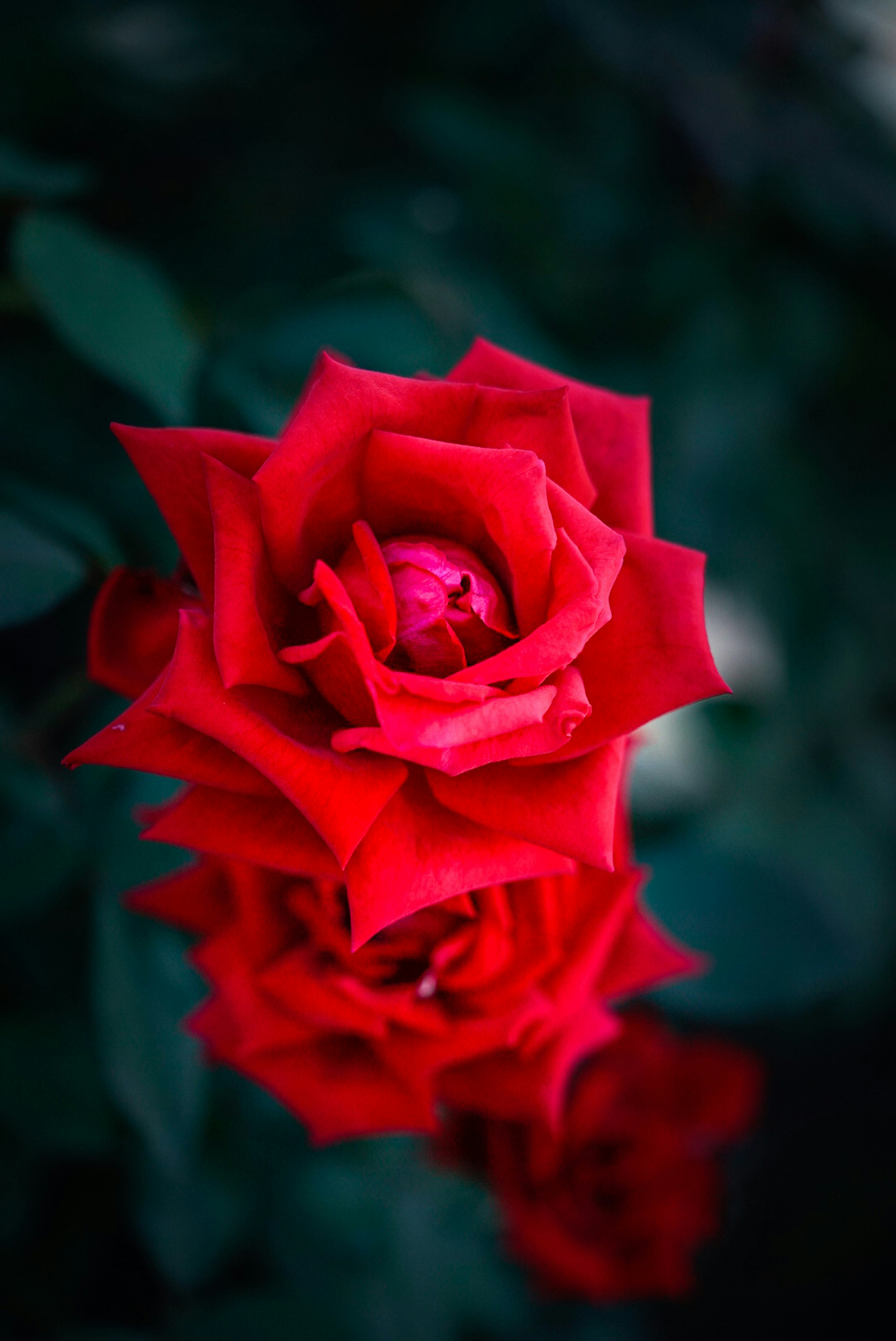 赤いバラの花が並んで咲いている美しい画像