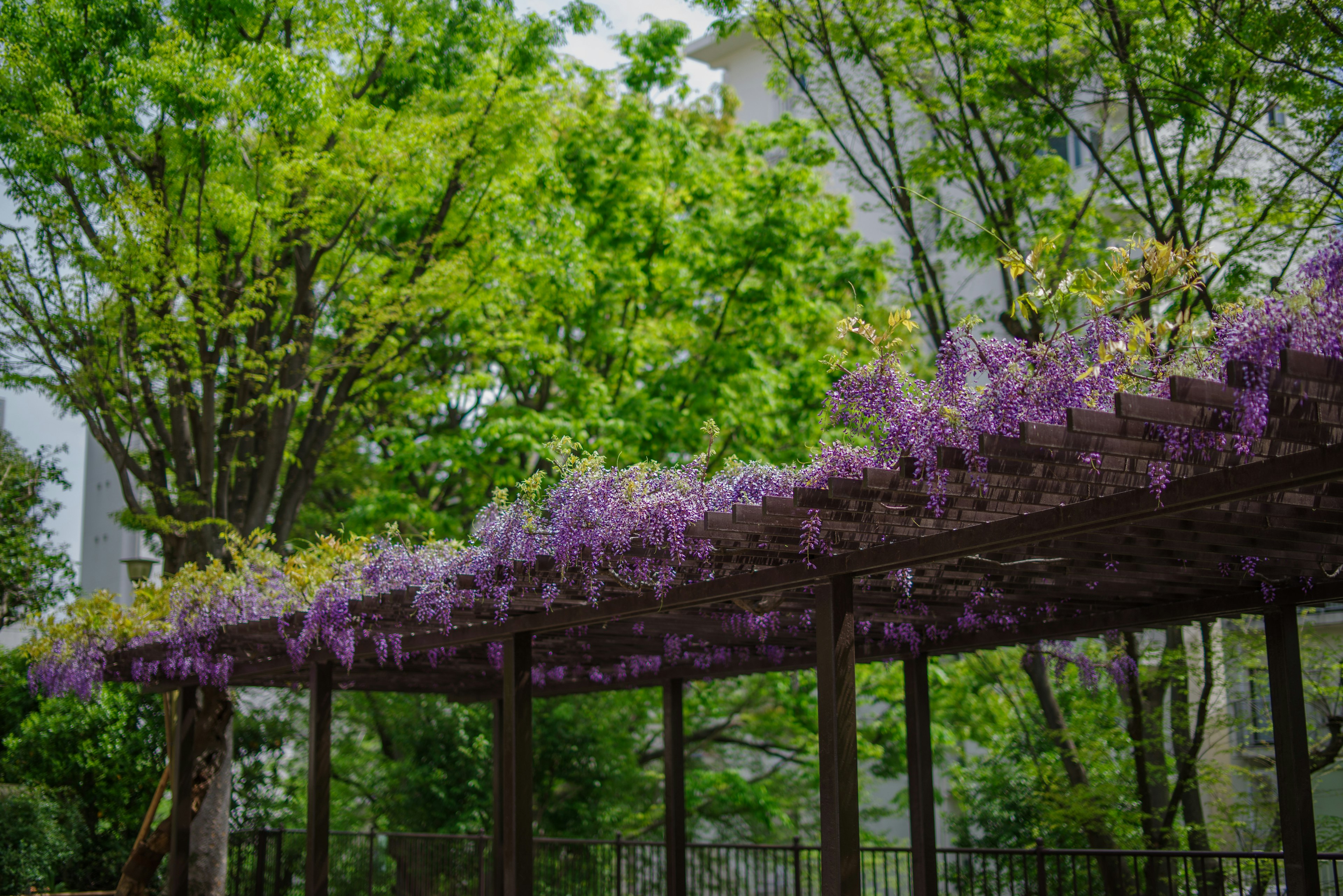 Lush green trees with blooming purple wisteria flowers