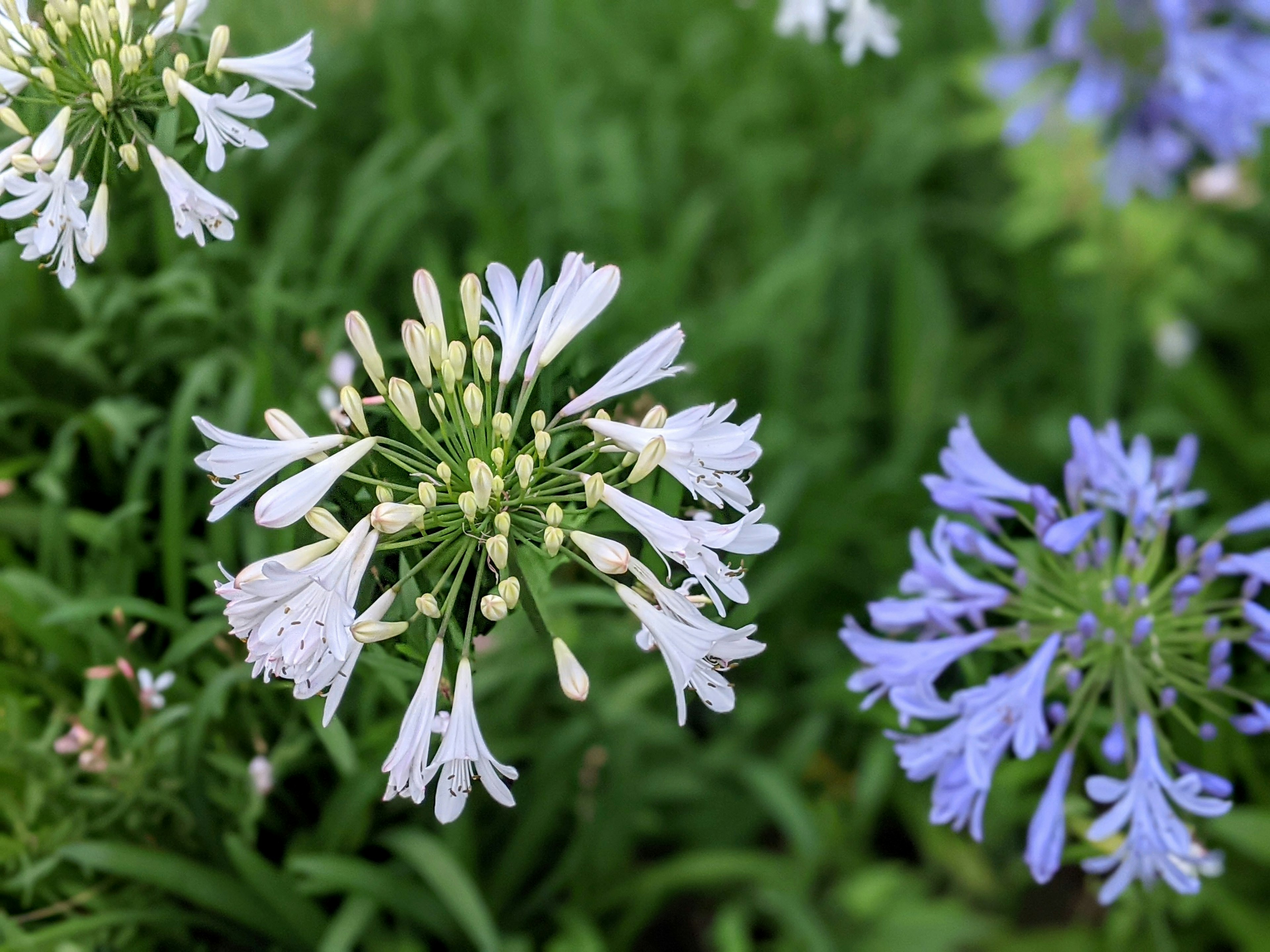 Weiße und blaue Agapanthusblüten blühen zwischen grünen Blättern