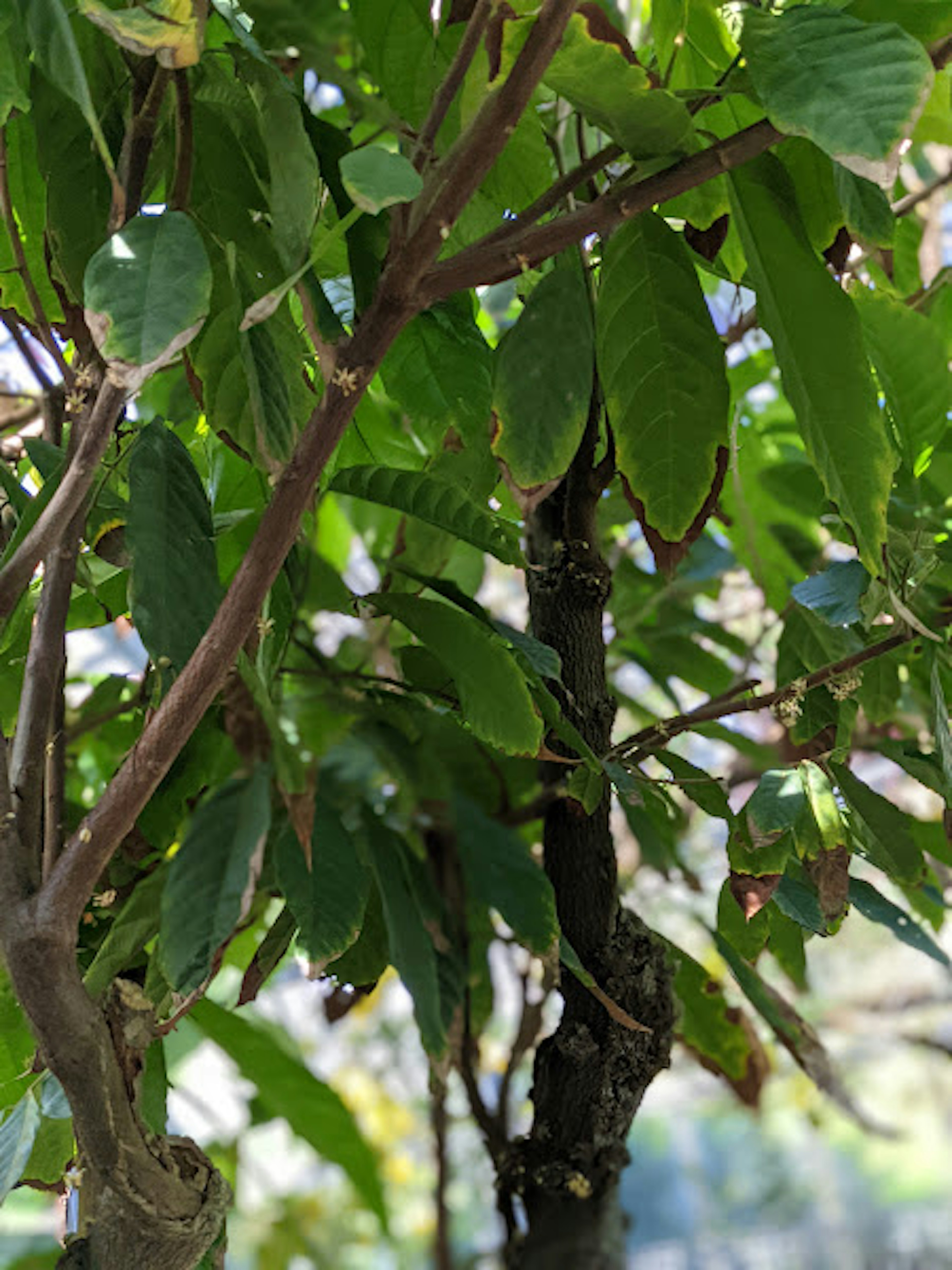 緑の葉が繁る樹木の一部のクローズアップ