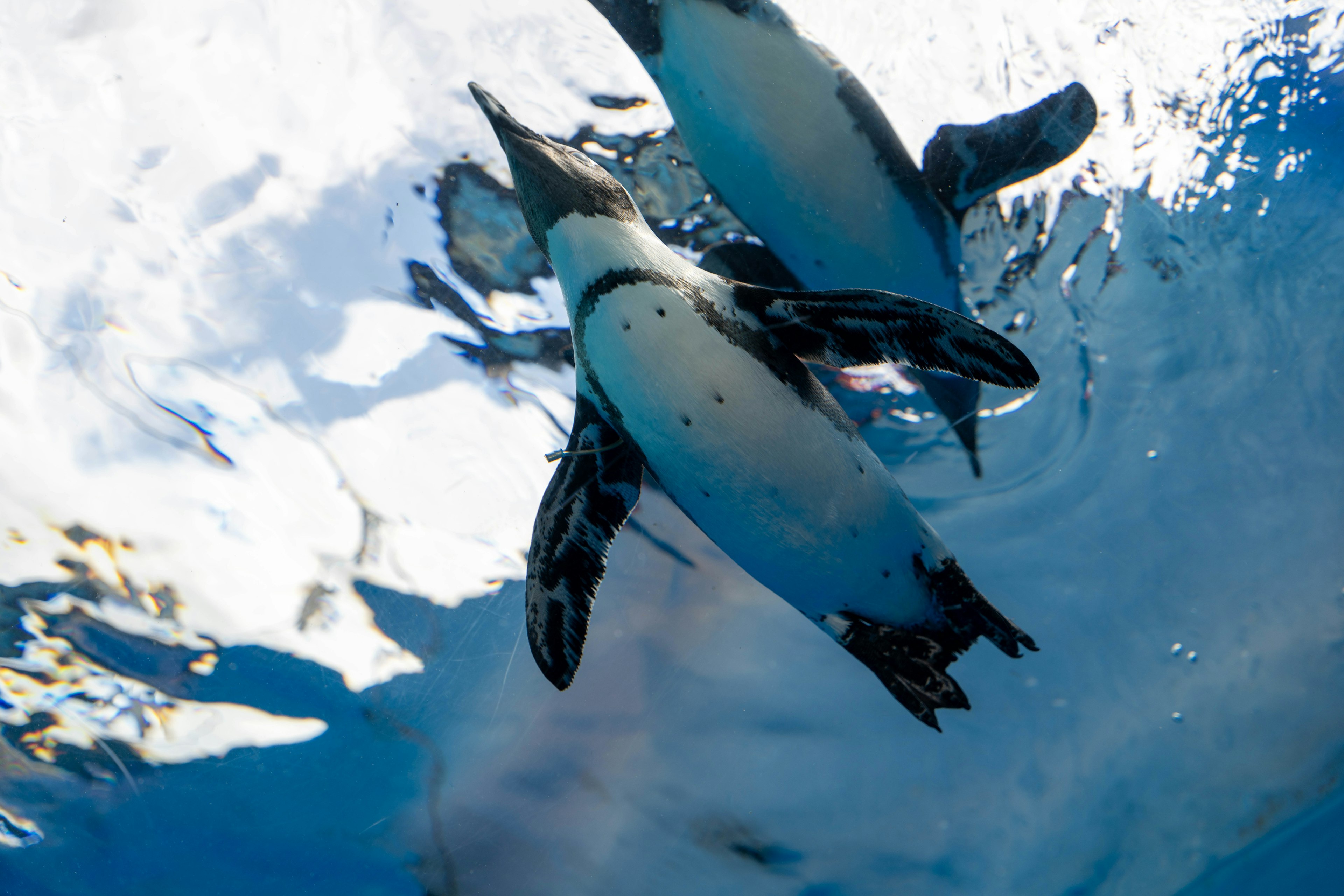 Vista superior de pingüinos nadando bajo el agua