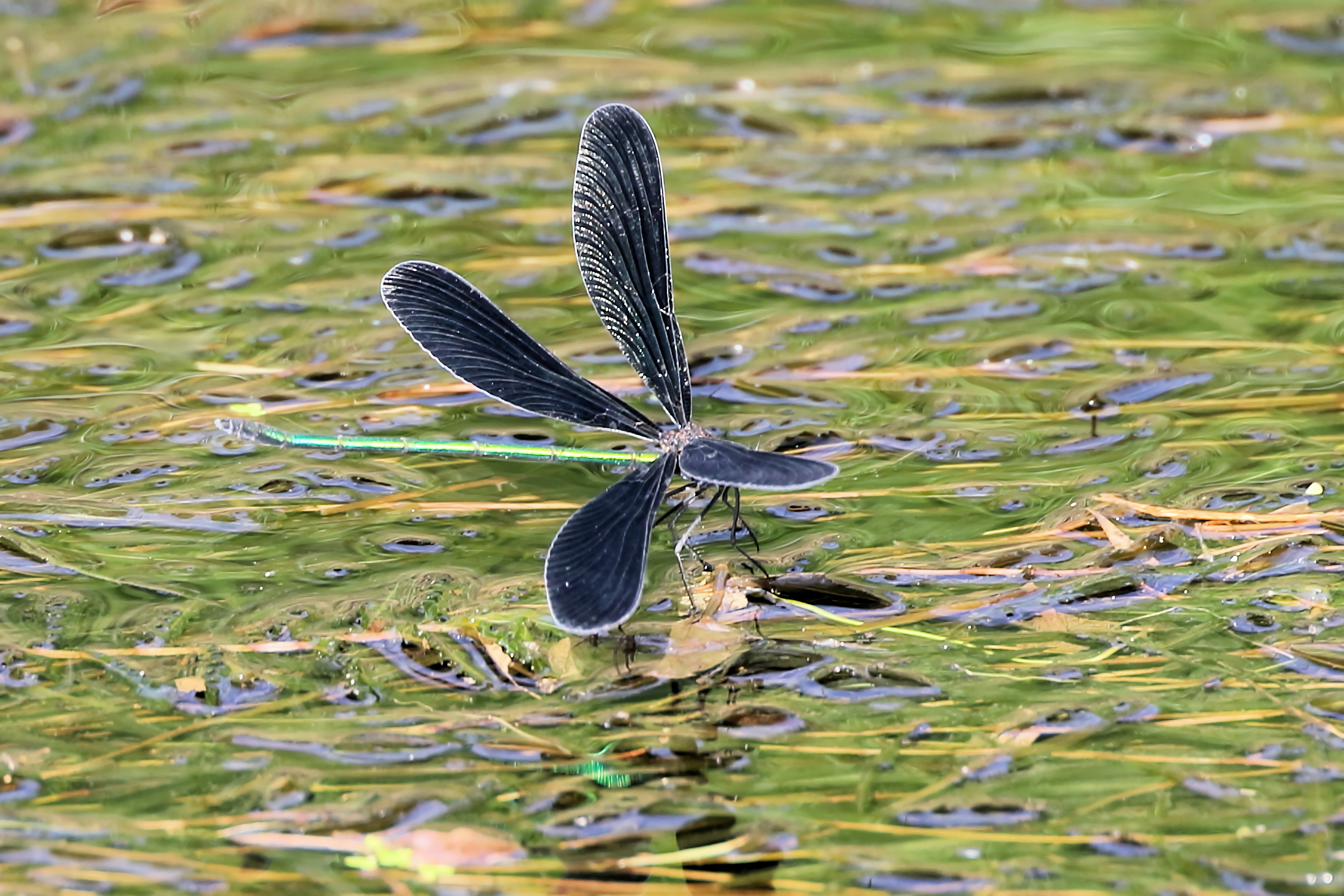 Alas de libélula negras flotando en la superficie del agua