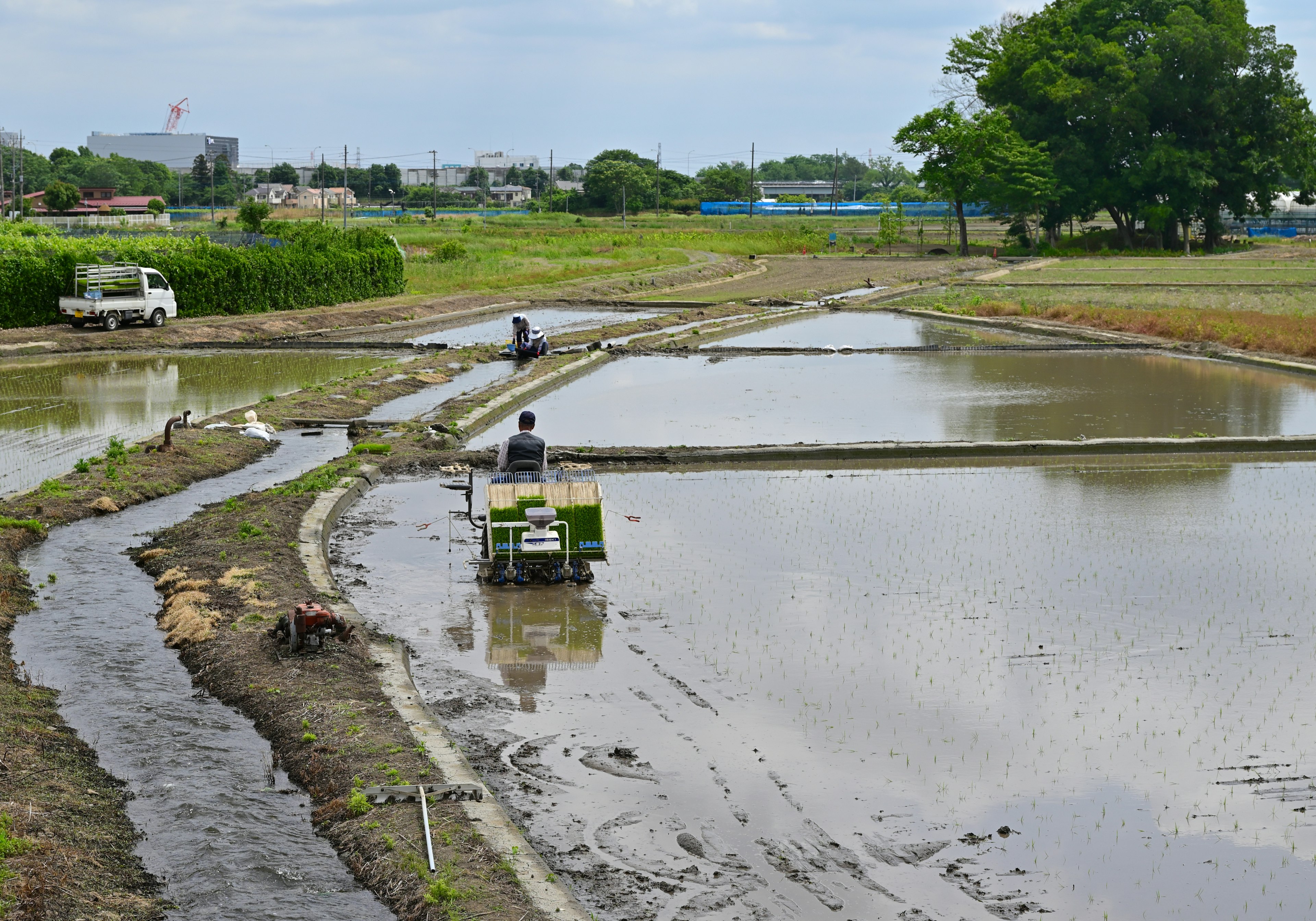 Personas trabajando en campos de arroz con campos inundados