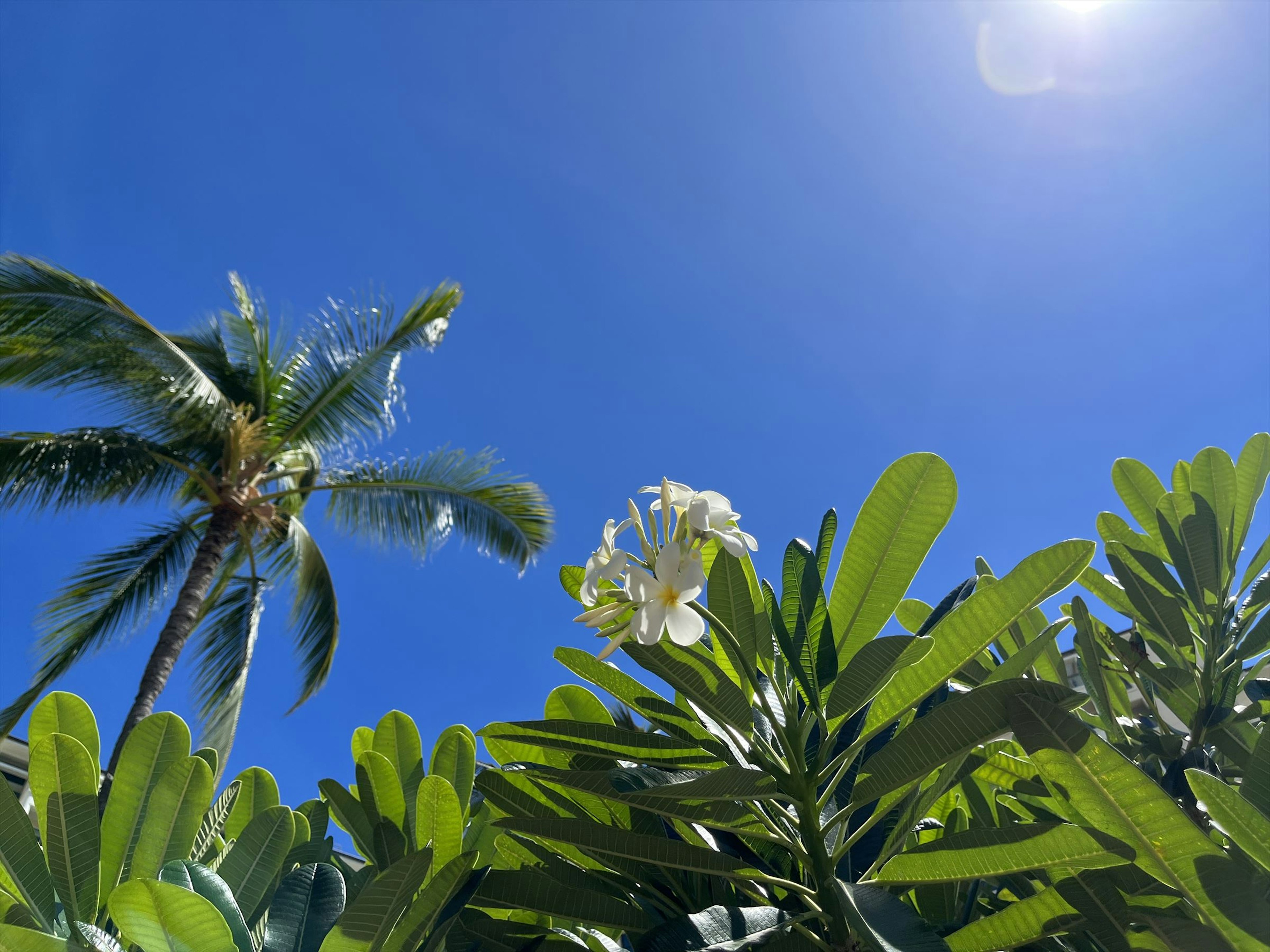 Daun hijau dengan bunga putih dan pohon palem di bawah langit biru