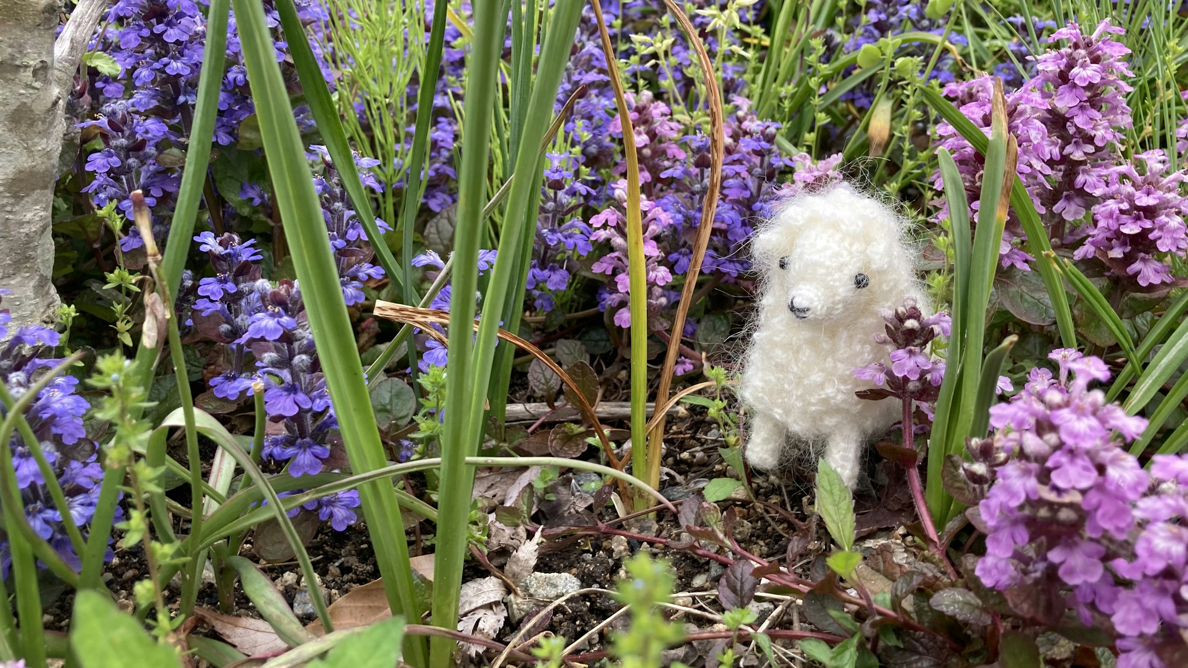 Un piccolo cucciolo bianco circondato da fiori viola in un giardino