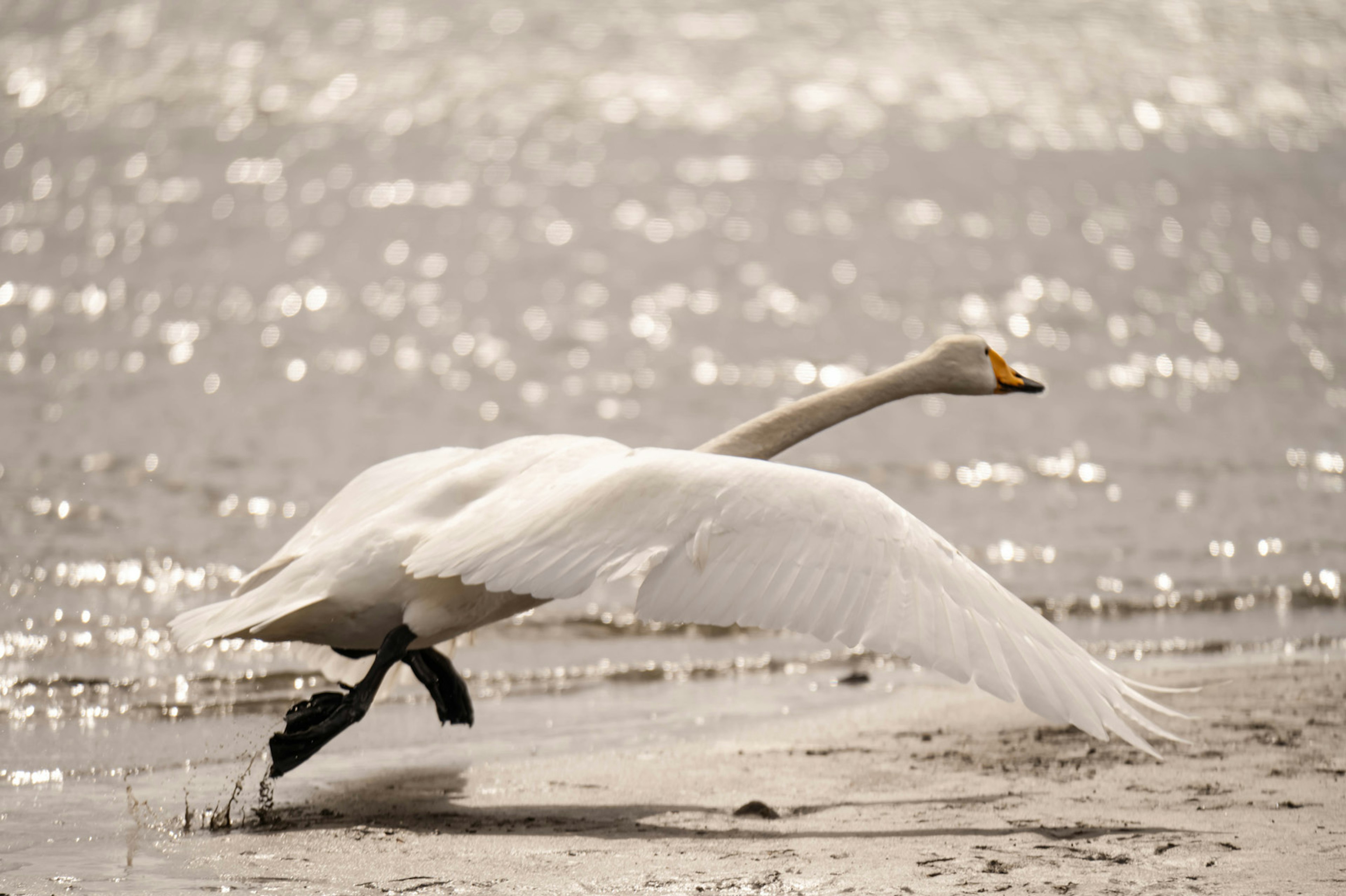 A white swan taking off by the water's edge