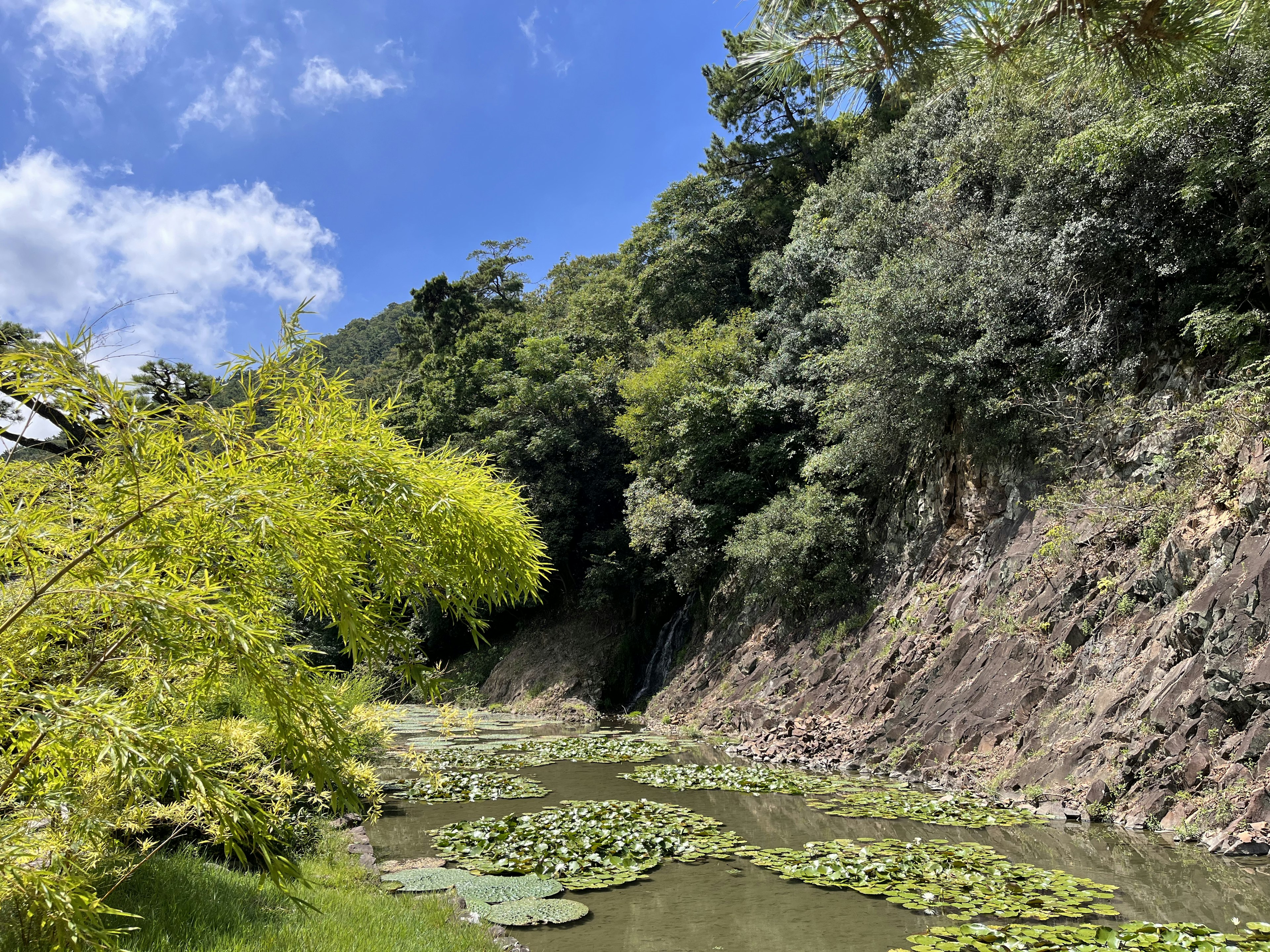 Scenic view of a pond surrounded by lush greenery under a blue sky