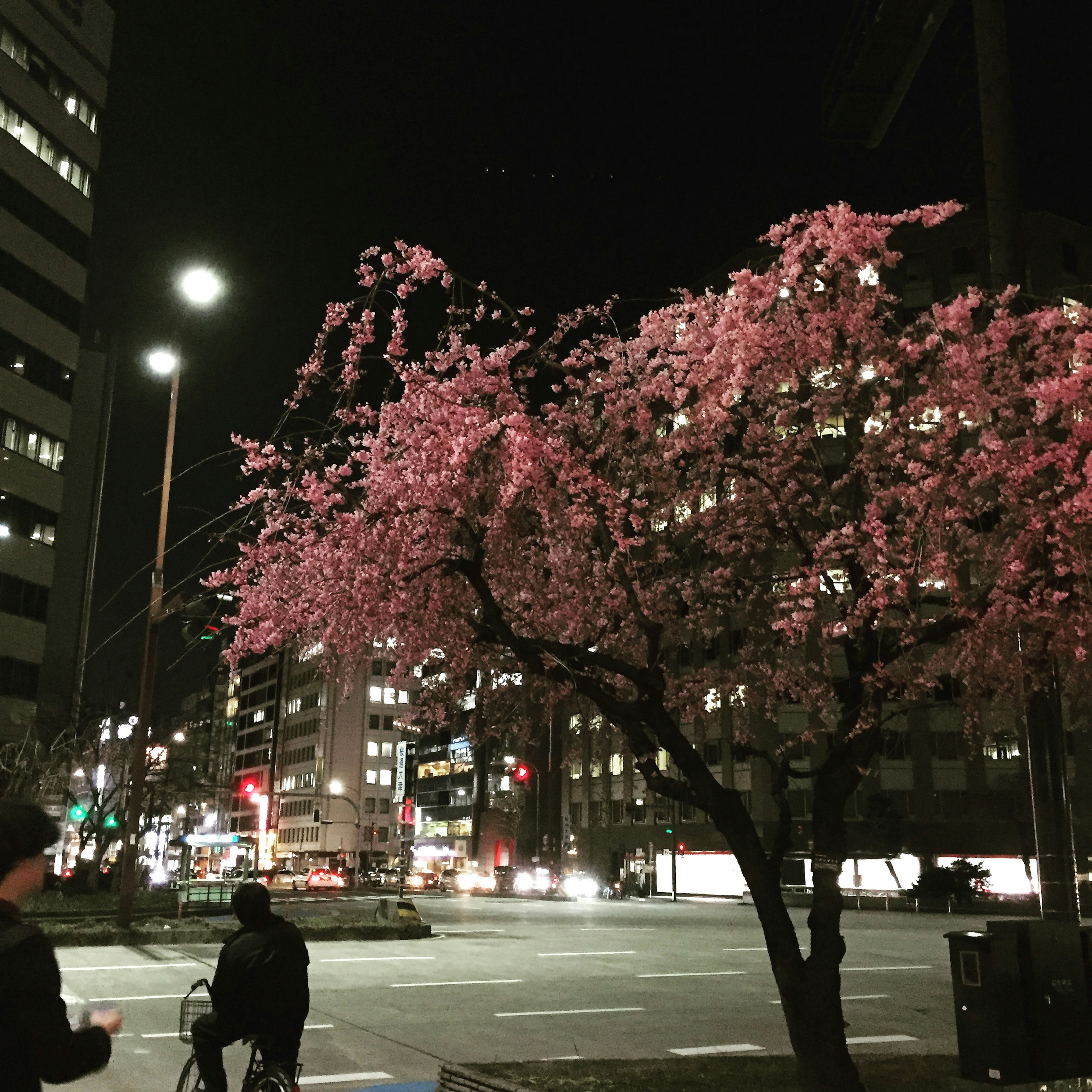 Cherry blossom tree in bloom at night with city lights