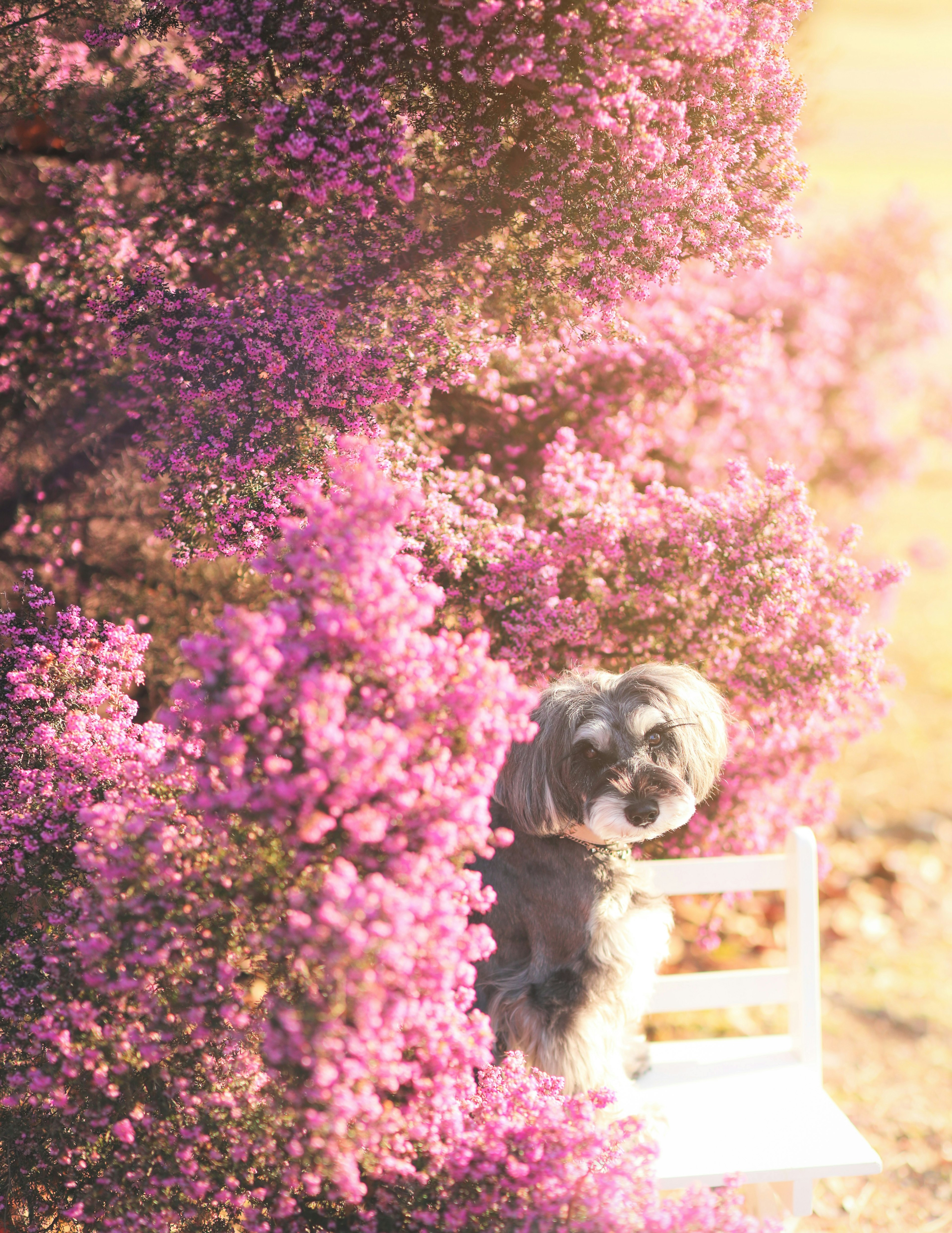 Un perro sentado entre flores moradas en flor