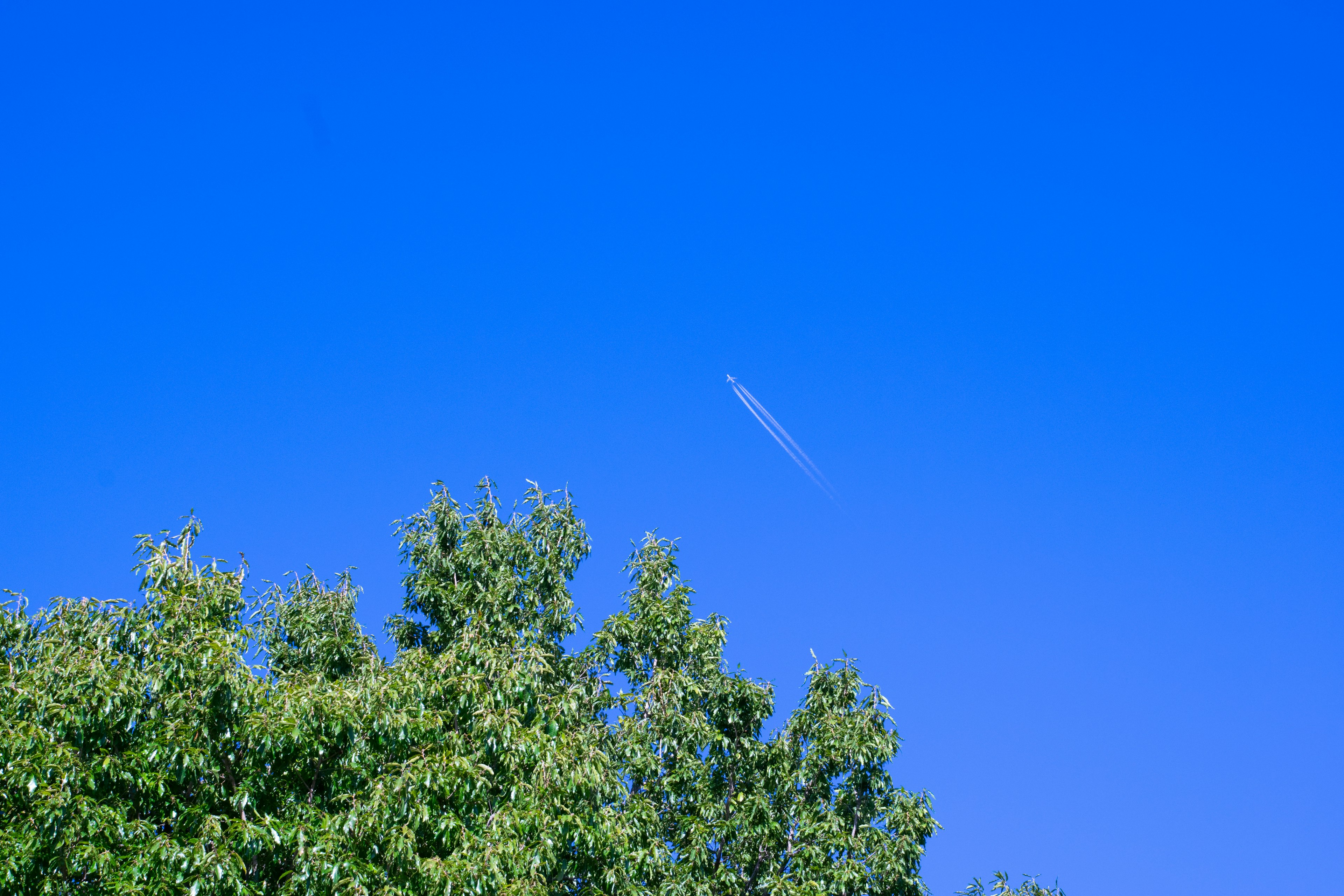 Des arbres verts avec une traînée d'avion dans un ciel bleu clair