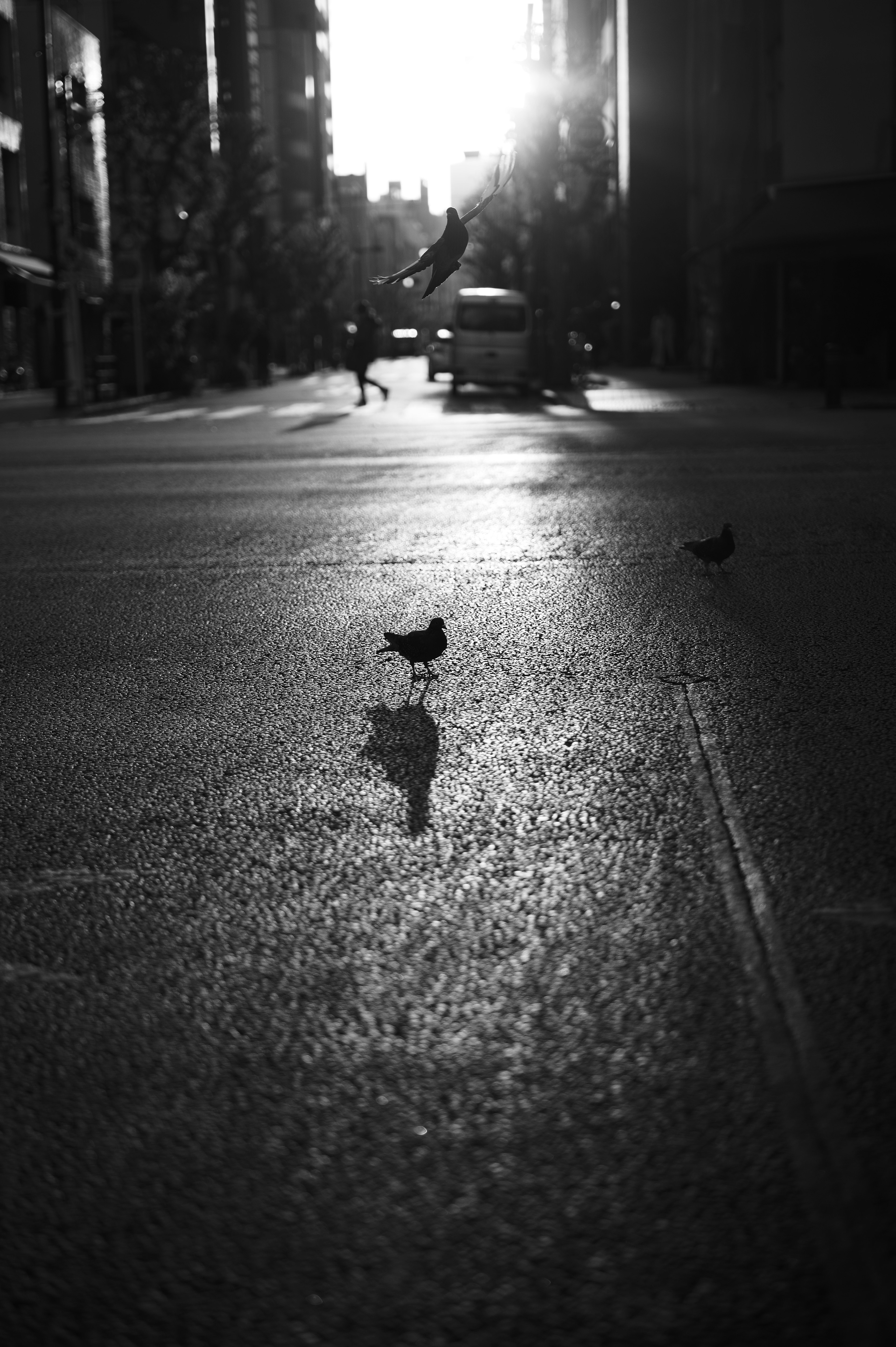 Fotografia in bianco e nero che cattura una strada tranquilla con uccelli che proiettano ombre a terra e luce solare sullo sfondo