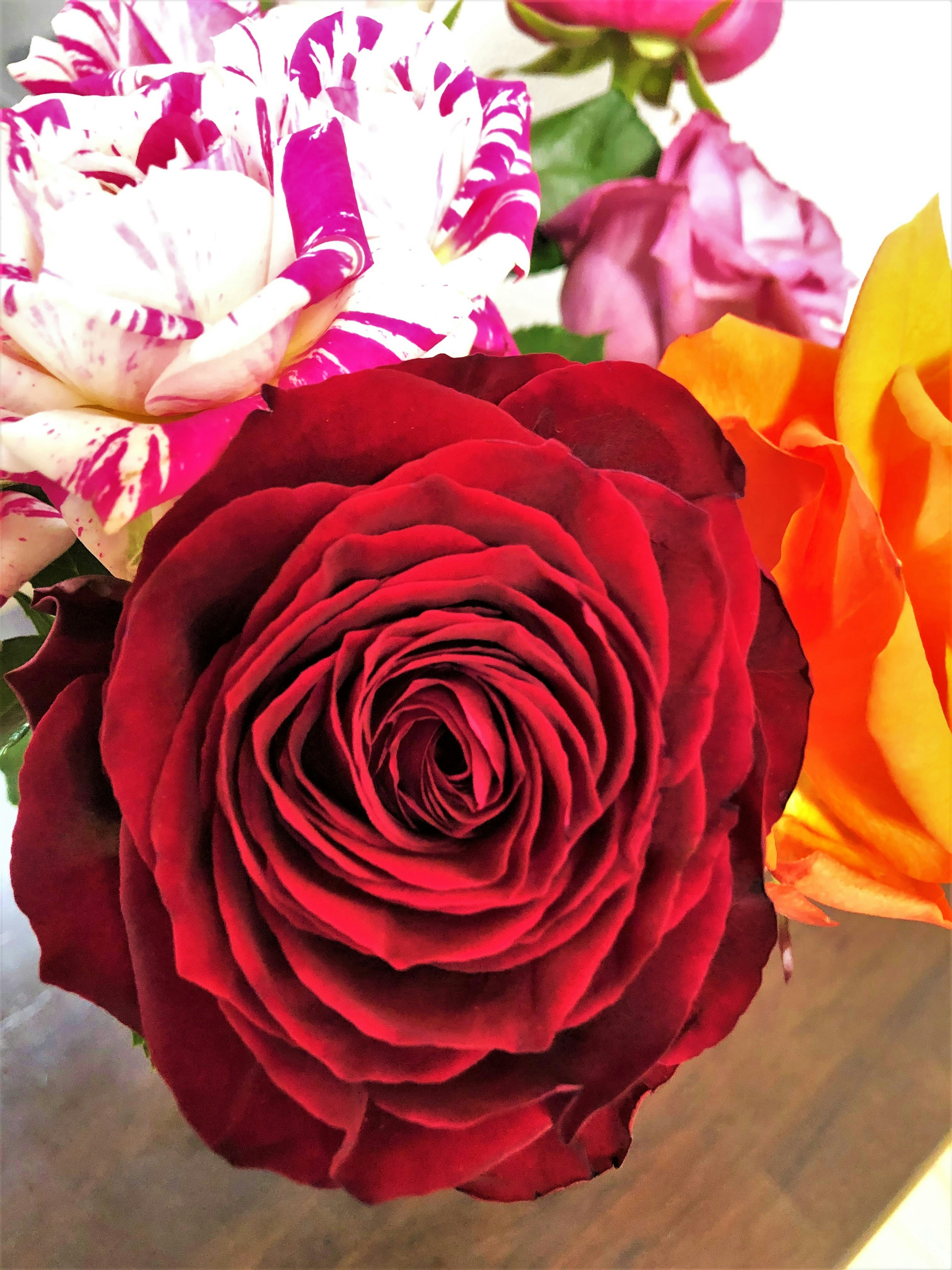 Primer plano de una rosa roja rodeada de flores coloridas