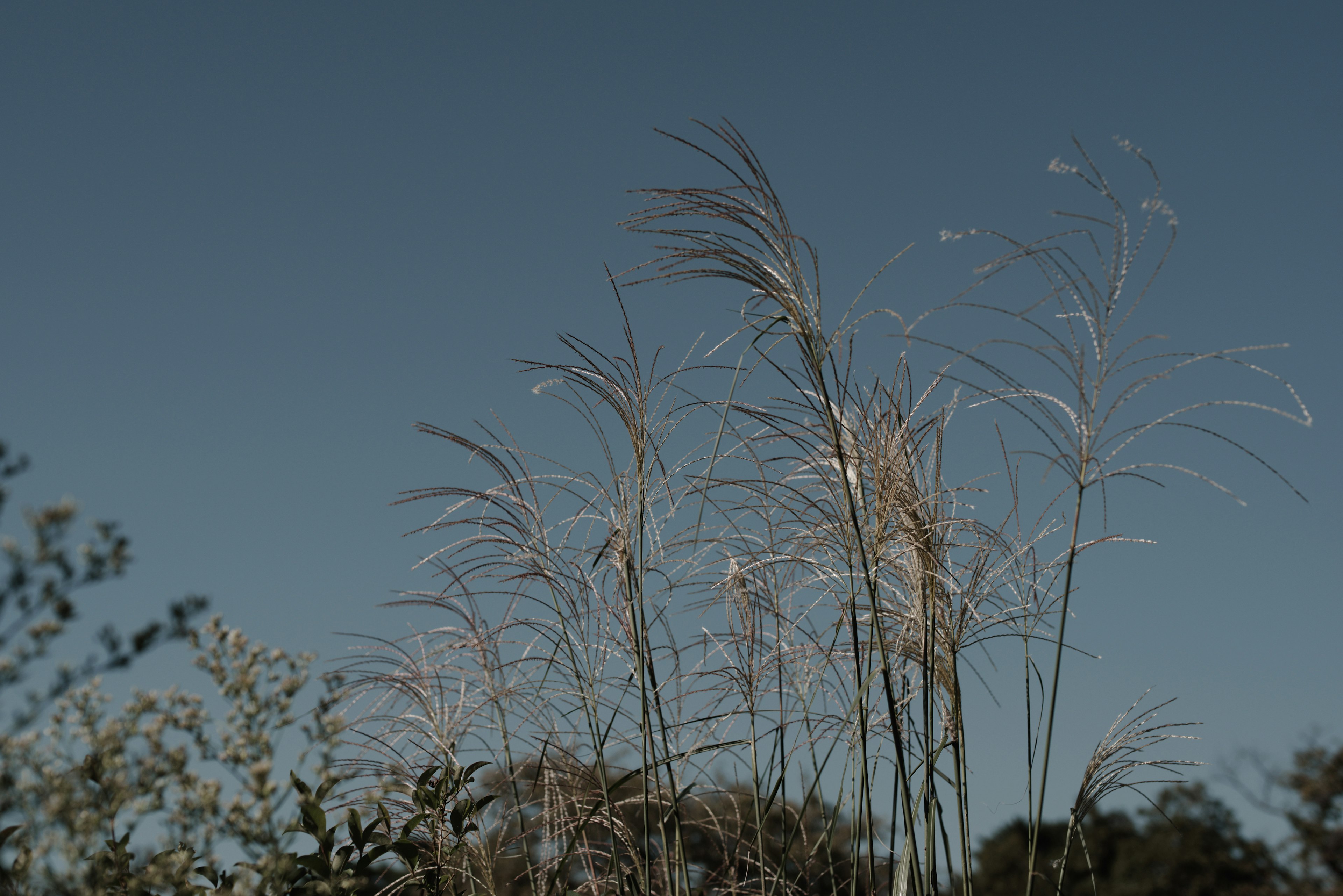 Spighe di erba secche che ondeggiano sotto un cielo blu