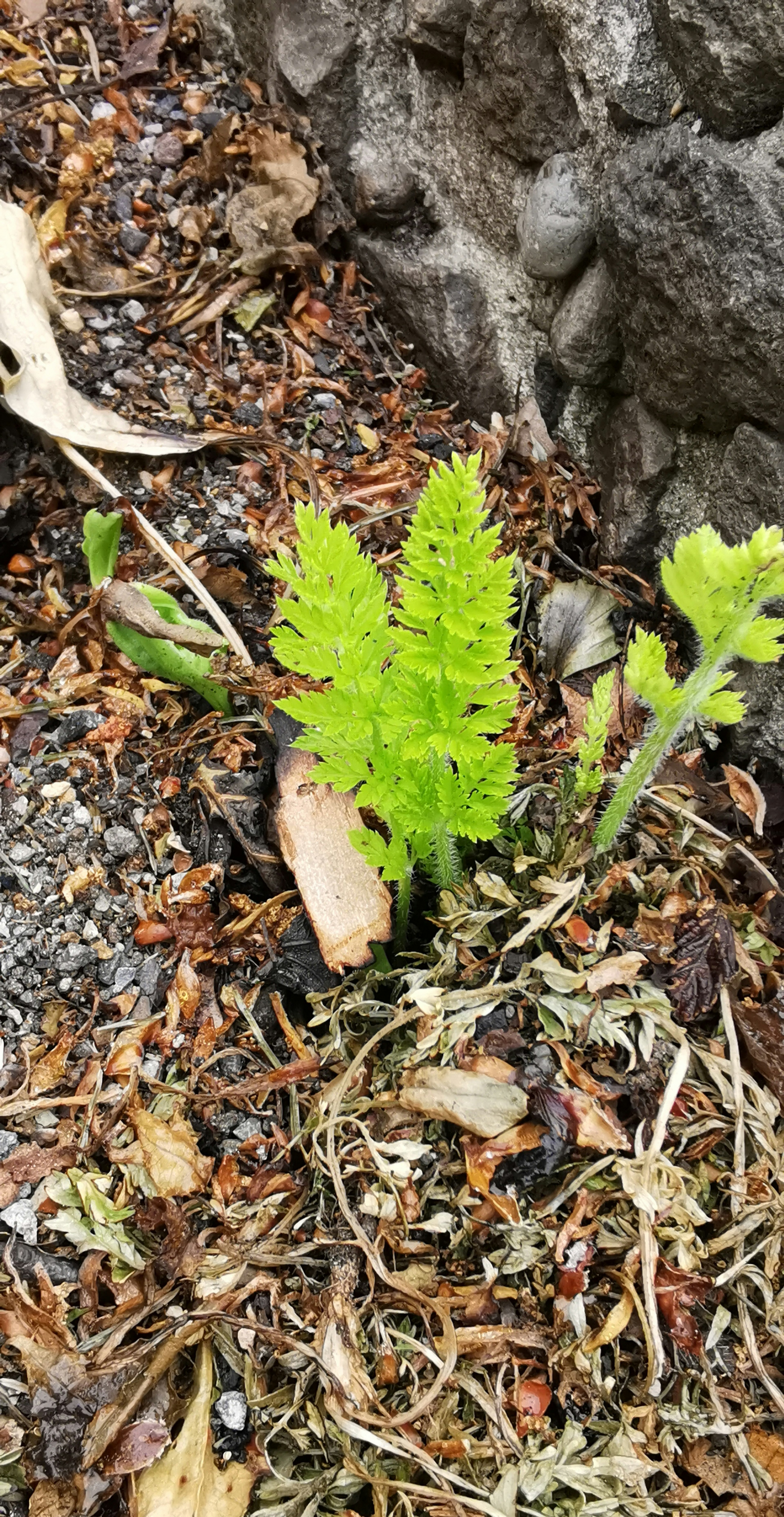 Green fern leaves growing near a rock