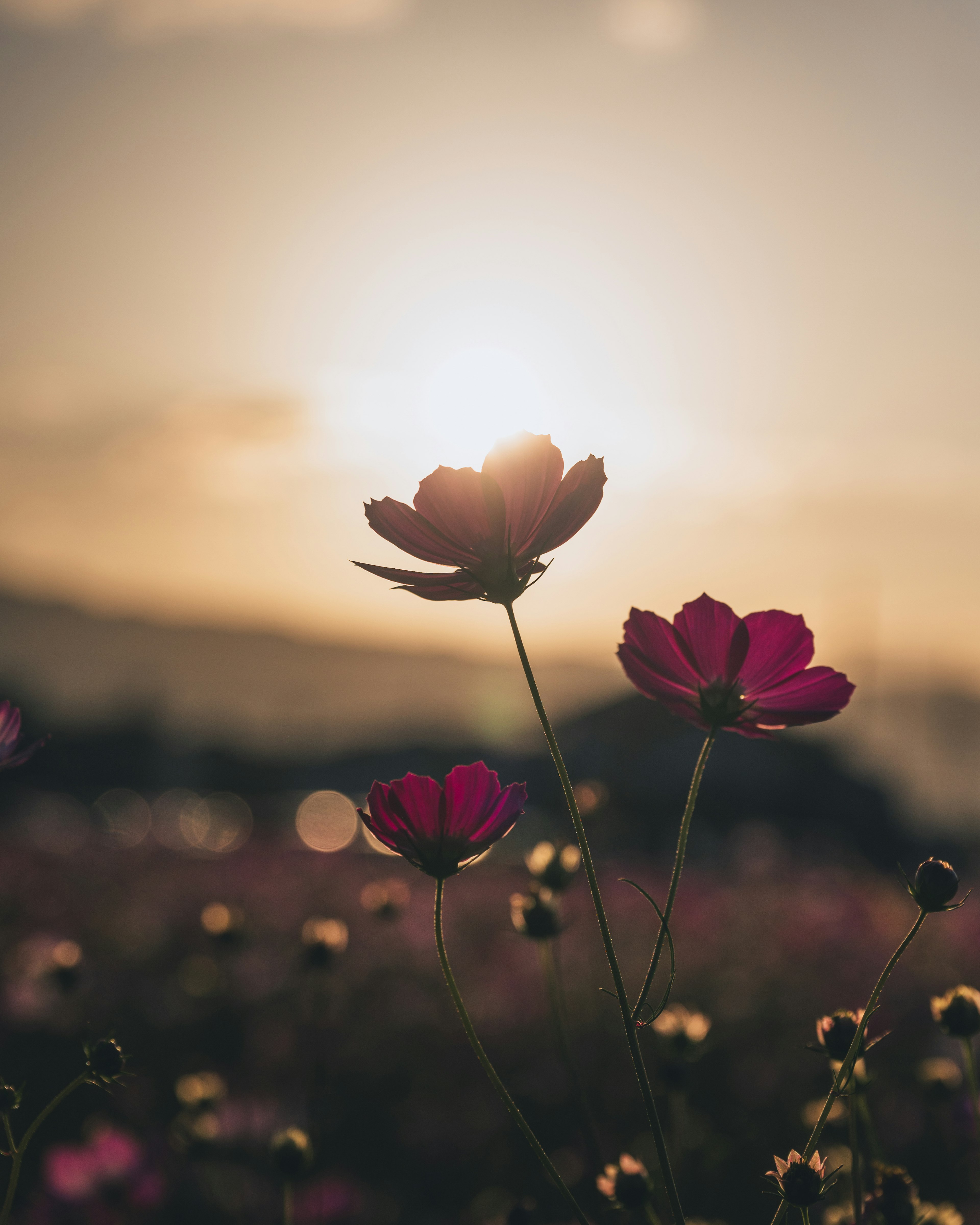 夕日をバックに咲くコスモスの花々