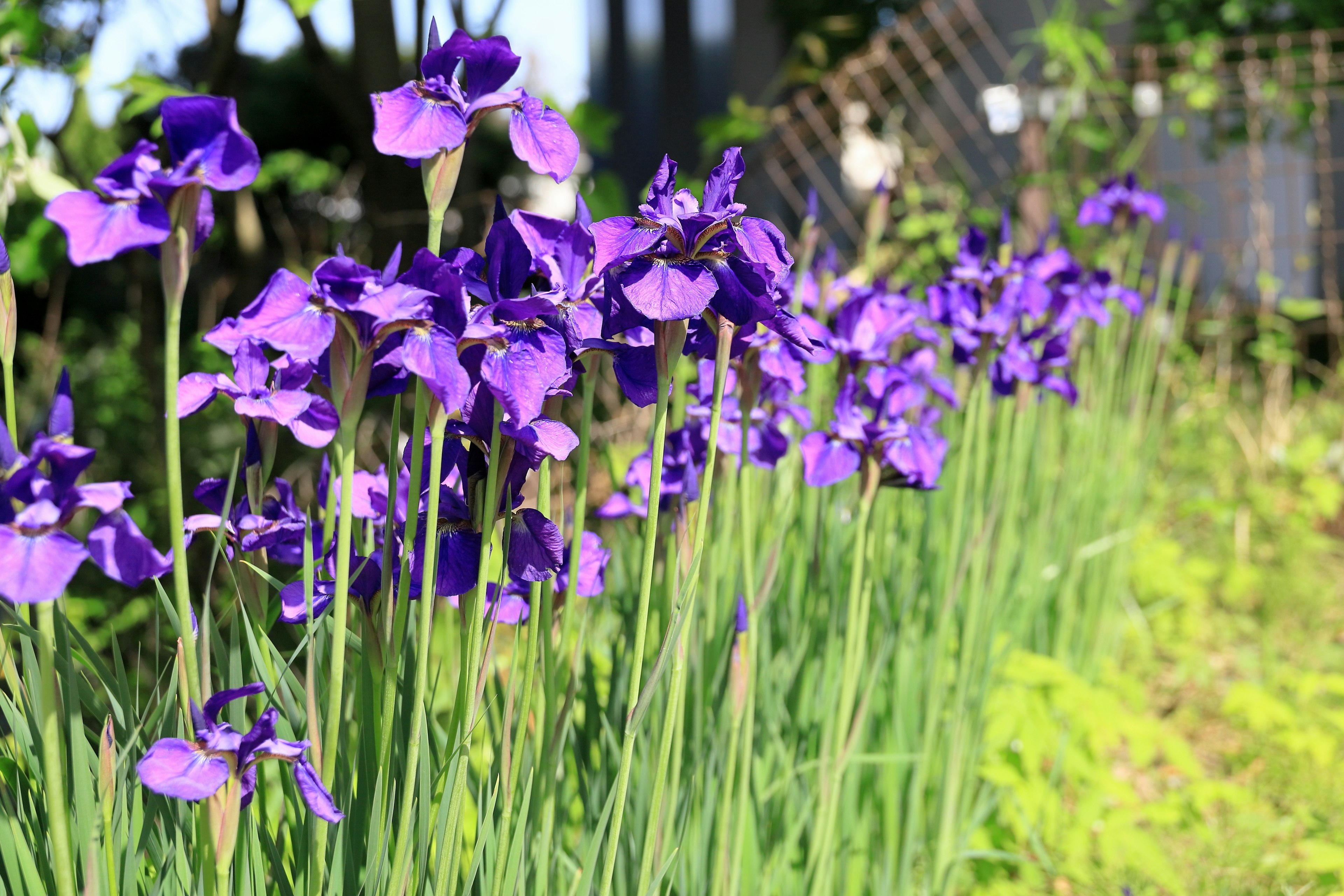 A garden scene with blooming purple iris flowers