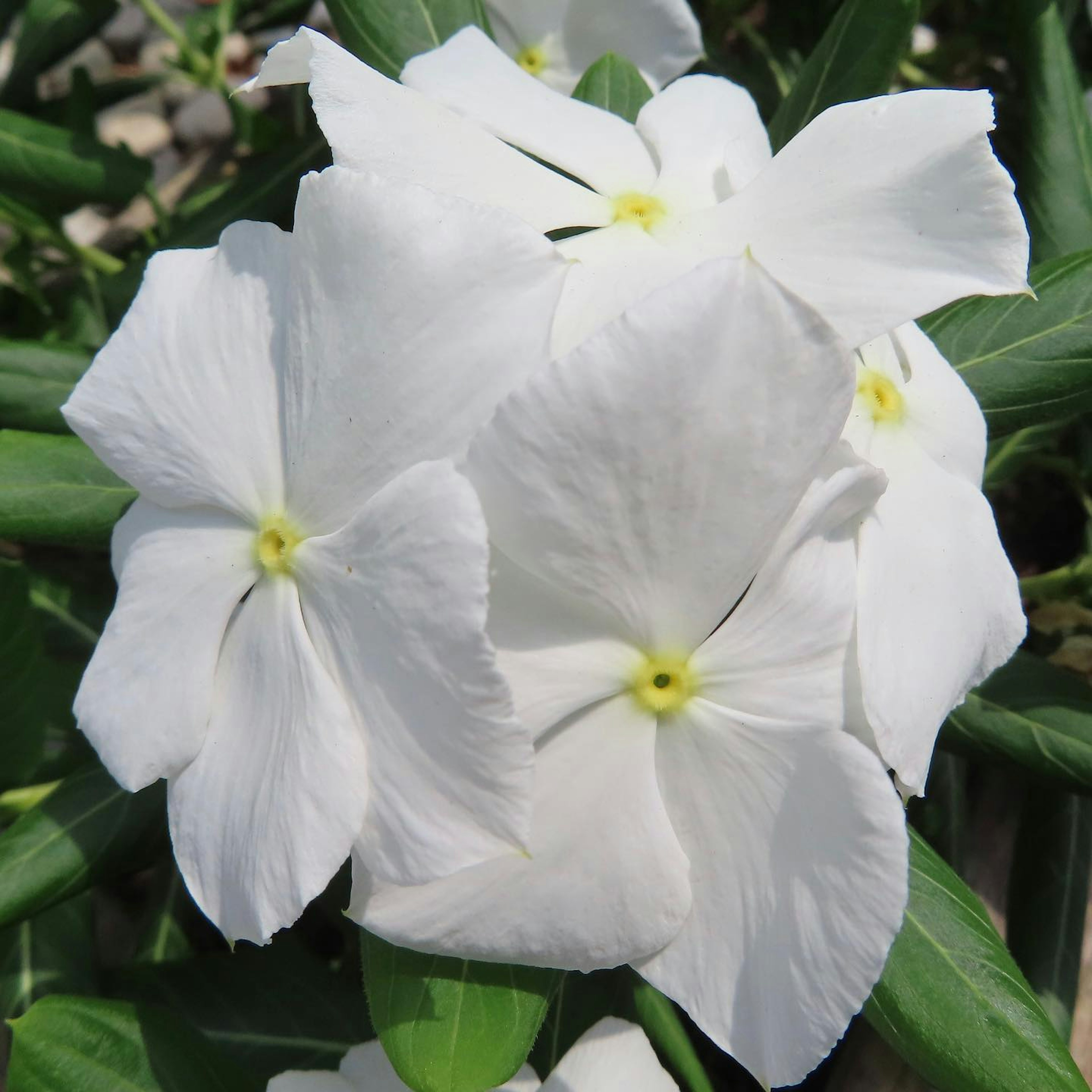 Nahaufnahme von weißen Blumen, die an einer Pflanze blühen