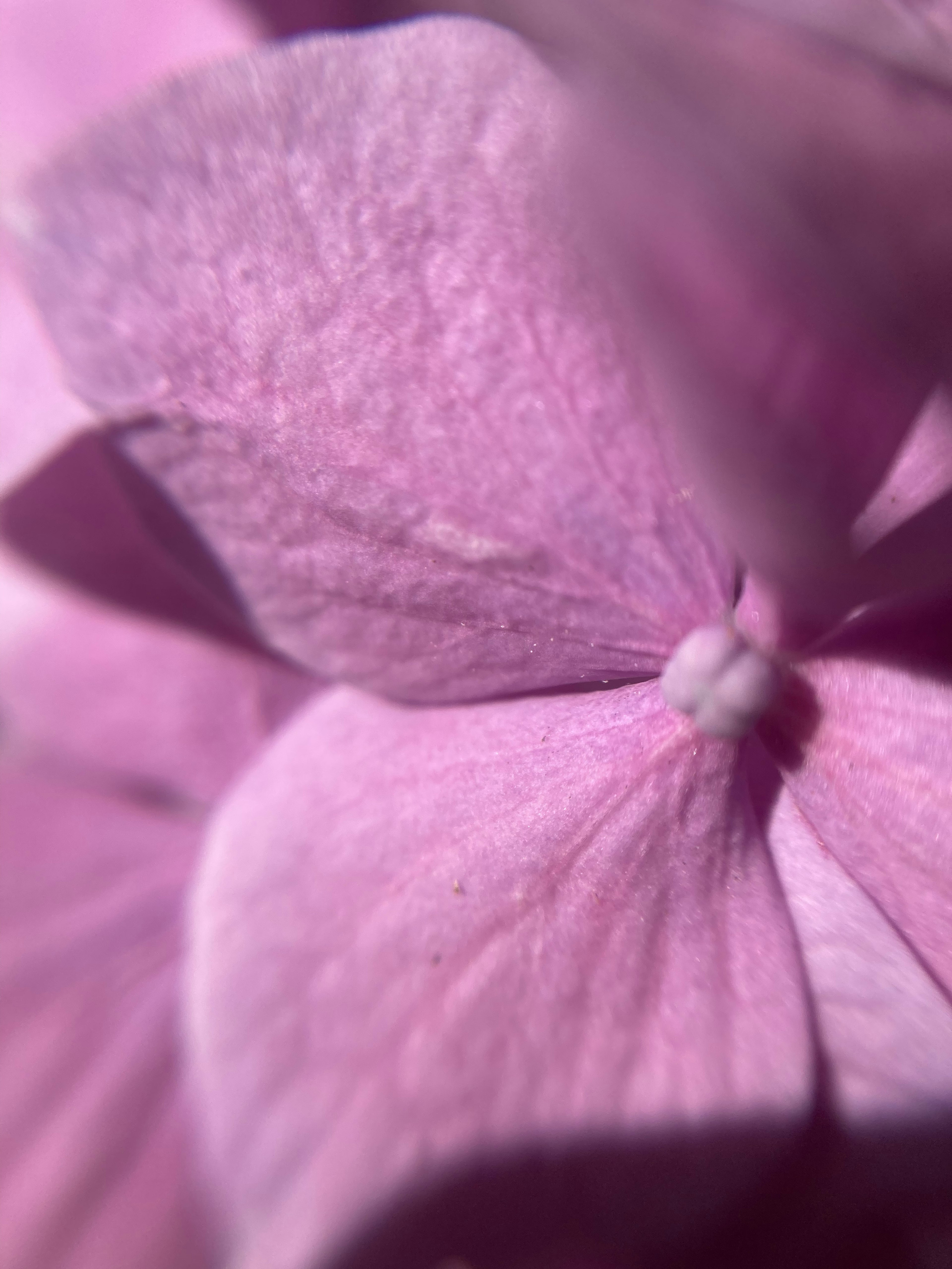 Close-up dari kelopak bunga berwarna pink yang menunjukkan tekstur halus