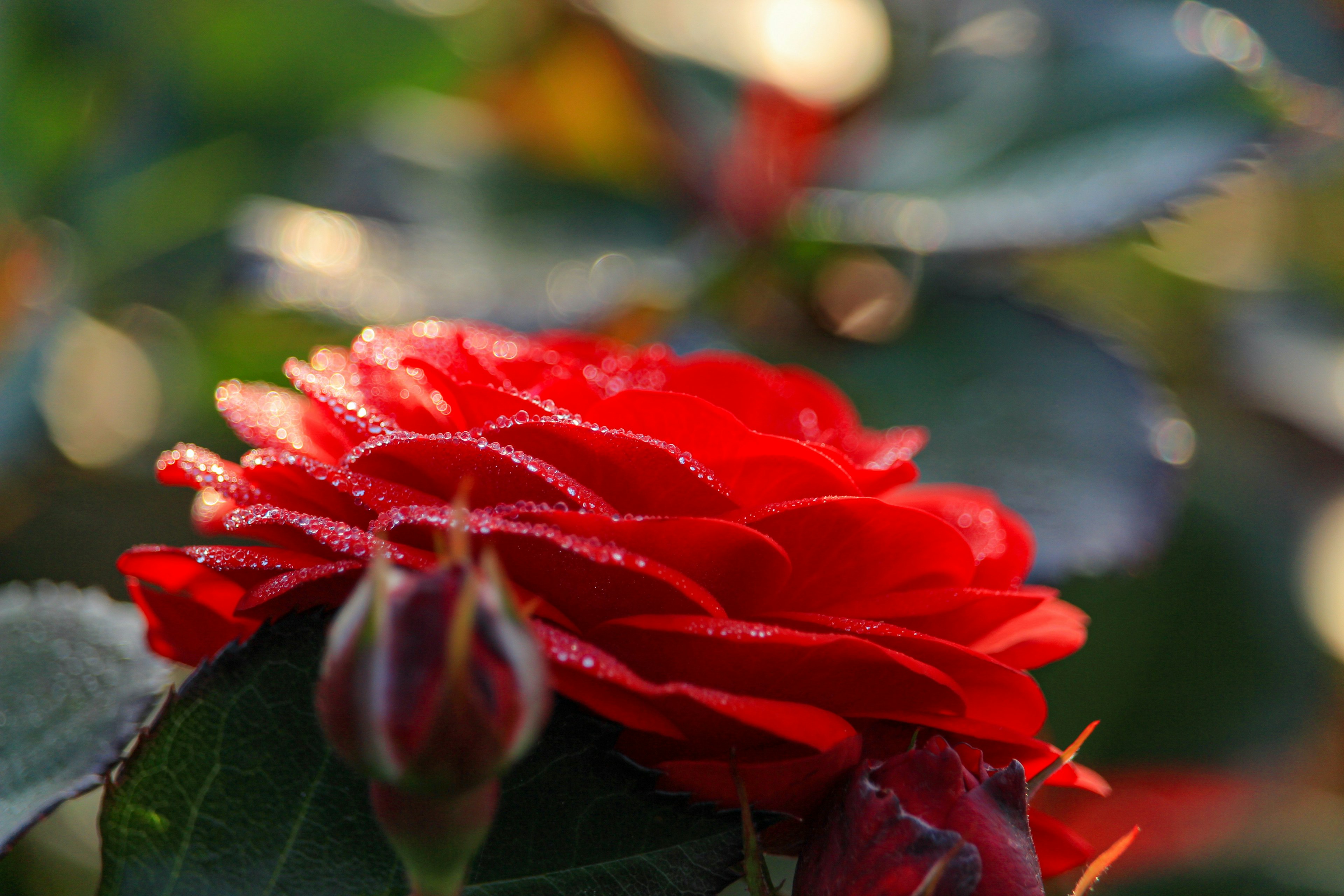 Una hermosa rosa roja con gotas de rocío y botones en un jardín