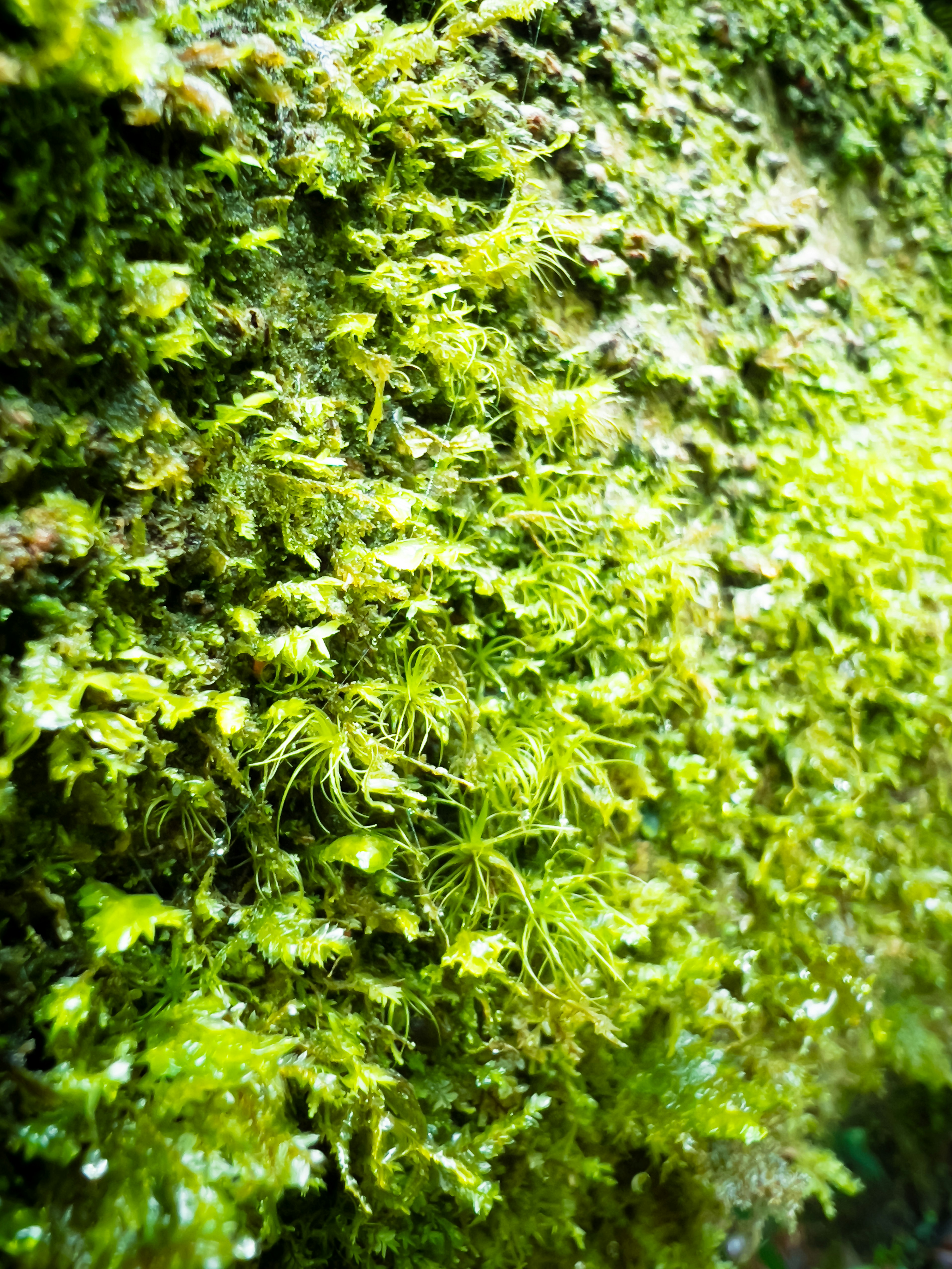 Close-up of dense green moss growing on a tree surface