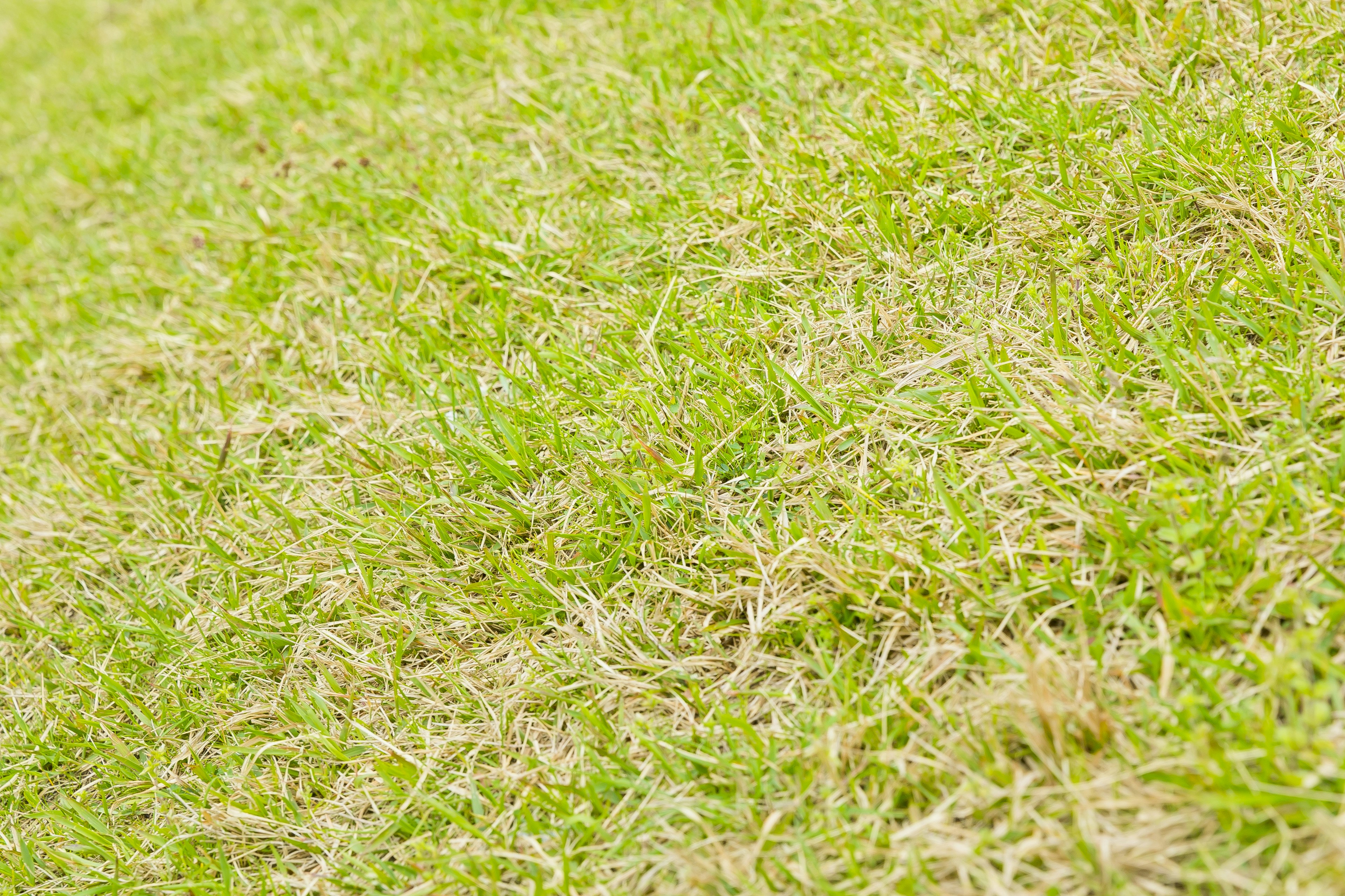 Gros plan sur de l'herbe verte et brune au sol