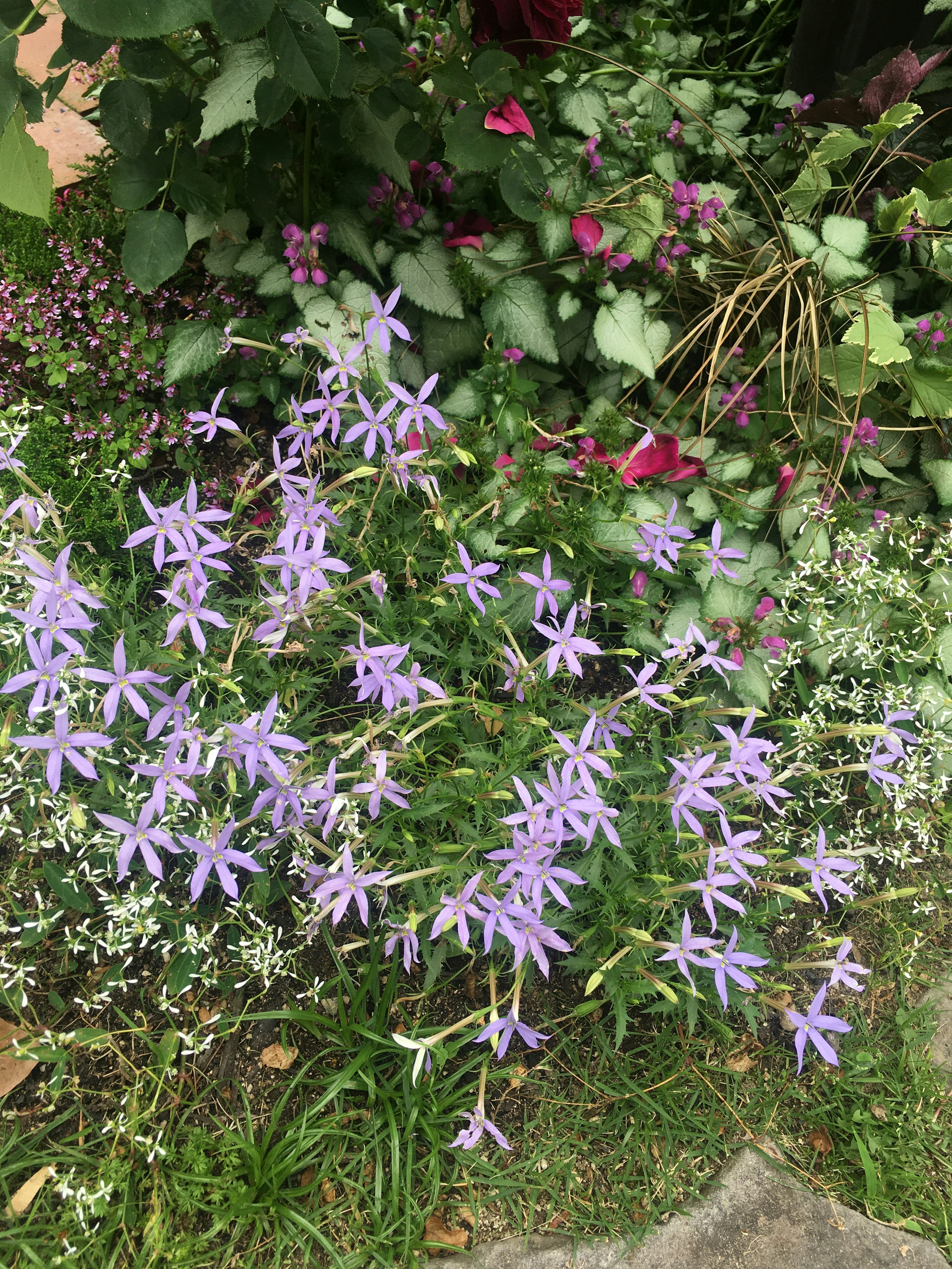 Bella scena di giardino con fiori viola e foglie verdi