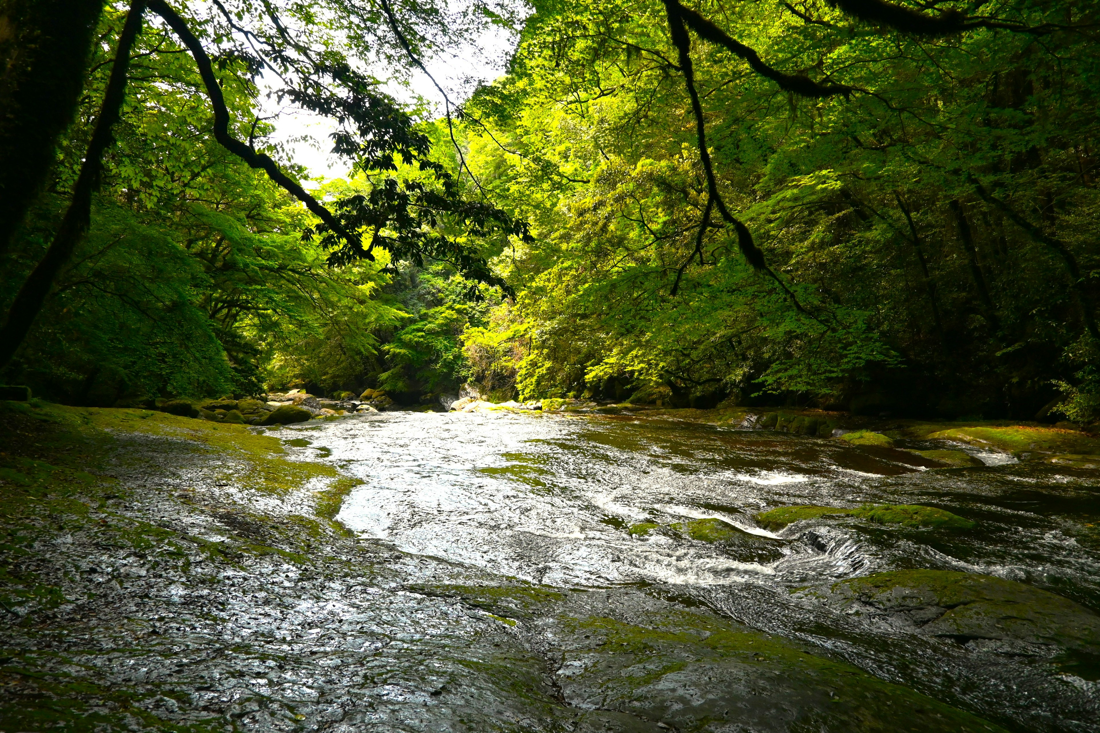 Un río que fluye rodeado de árboles verdes exuberantes