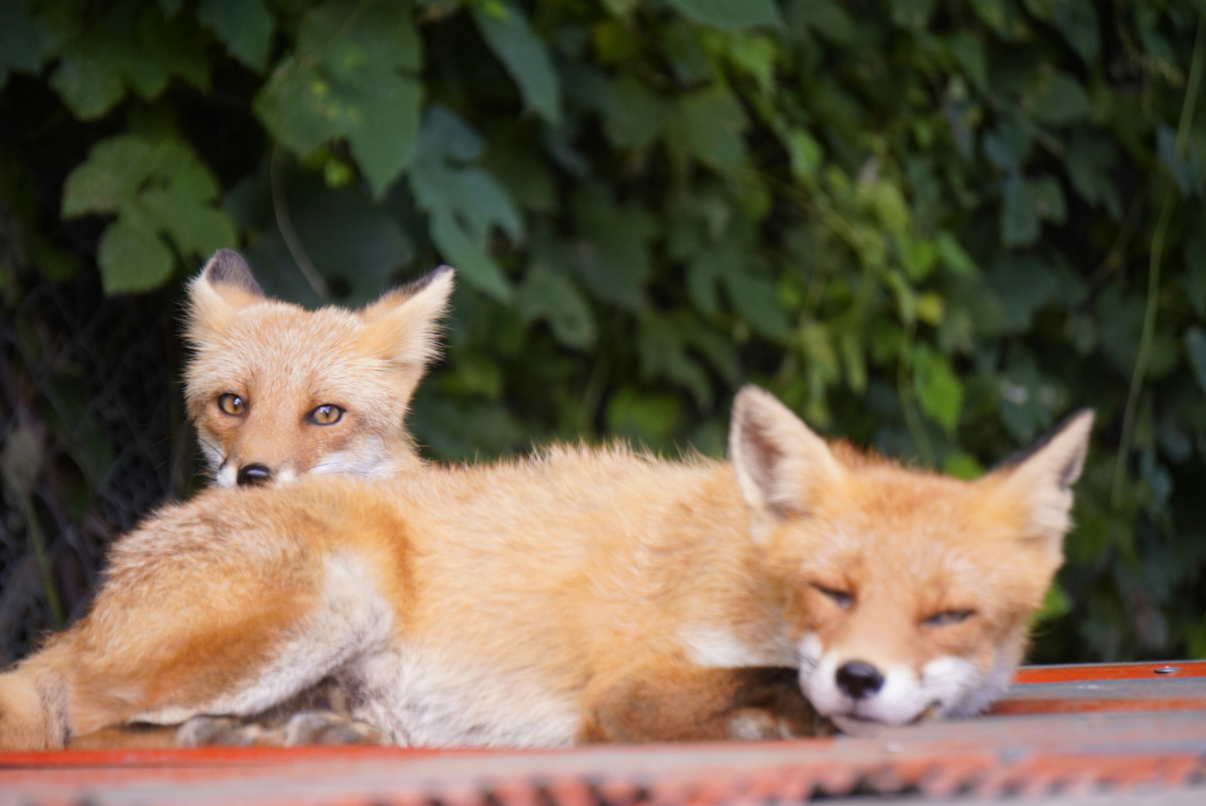 Due volpi che si rilassano con pelliccia arancione su uno sfondo verde