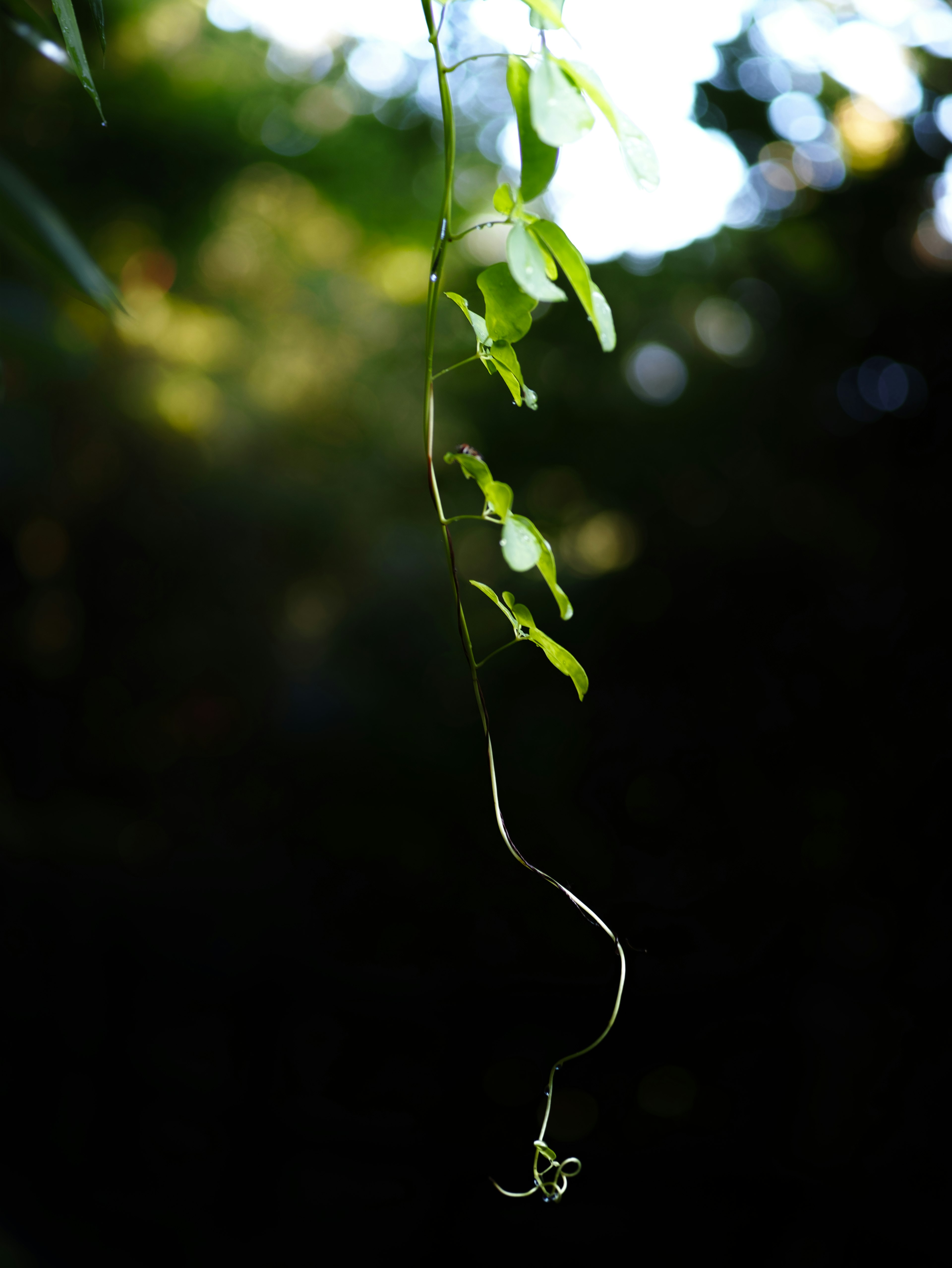 Une vigne avec des feuilles vertes suspendue sur un fond flou