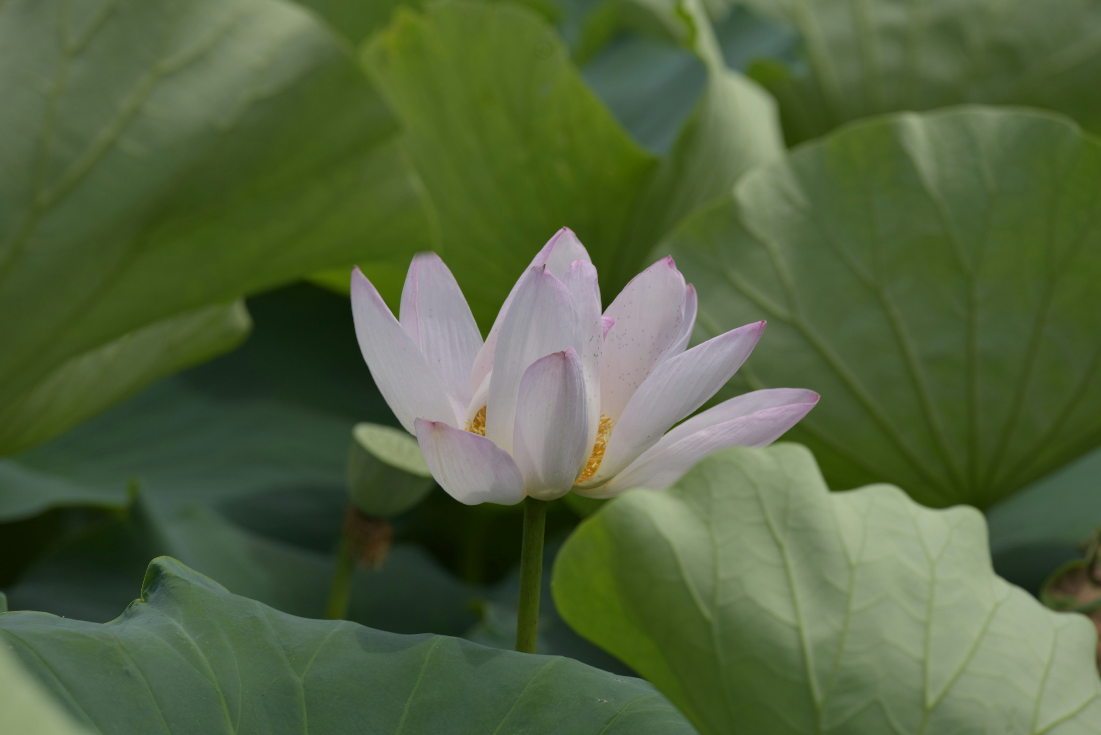 A pale pink lotus flower blooming among green leaves